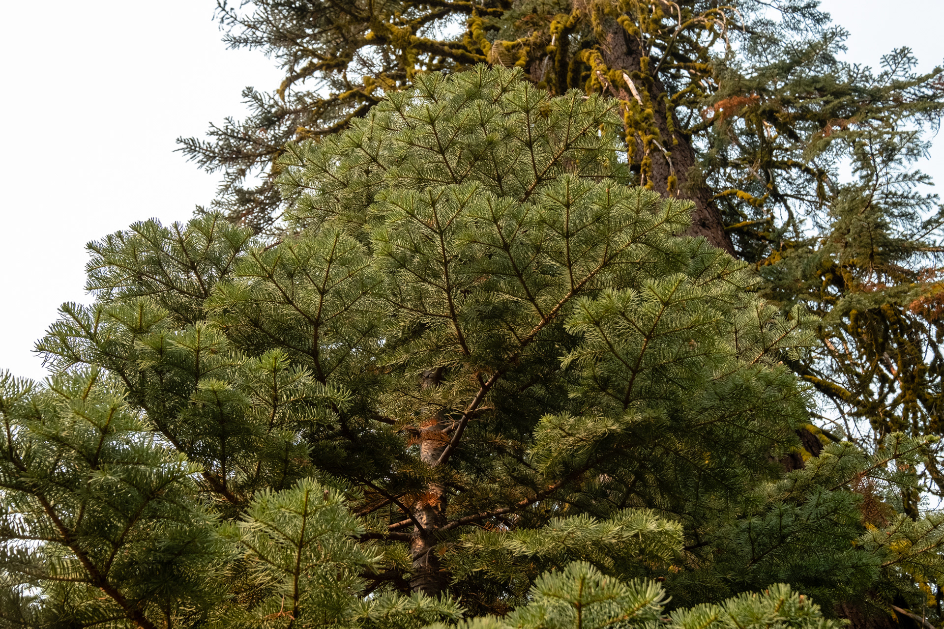 Yosemite - Trillo hacia Taft Point