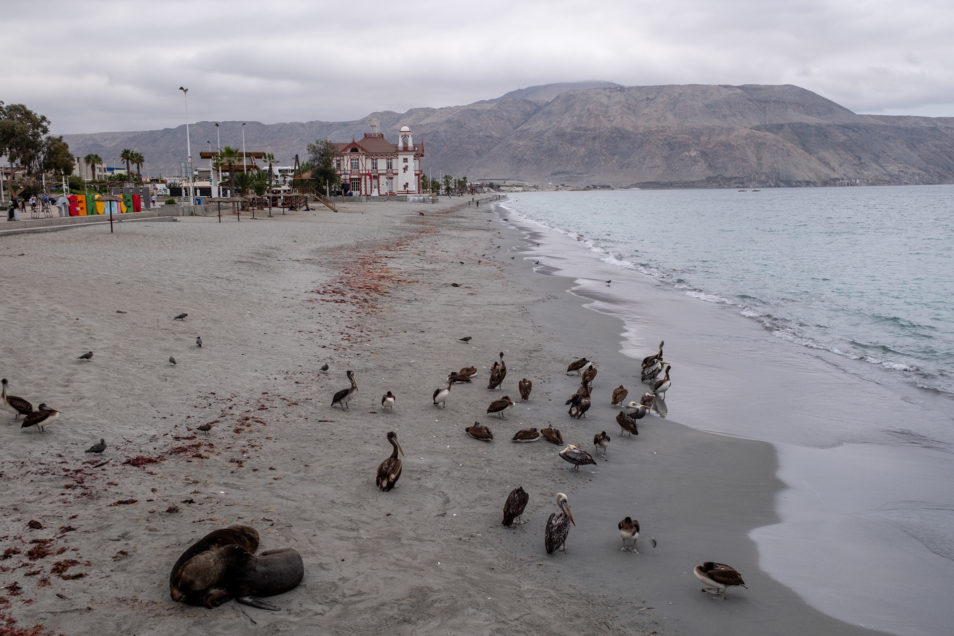 Mejillones