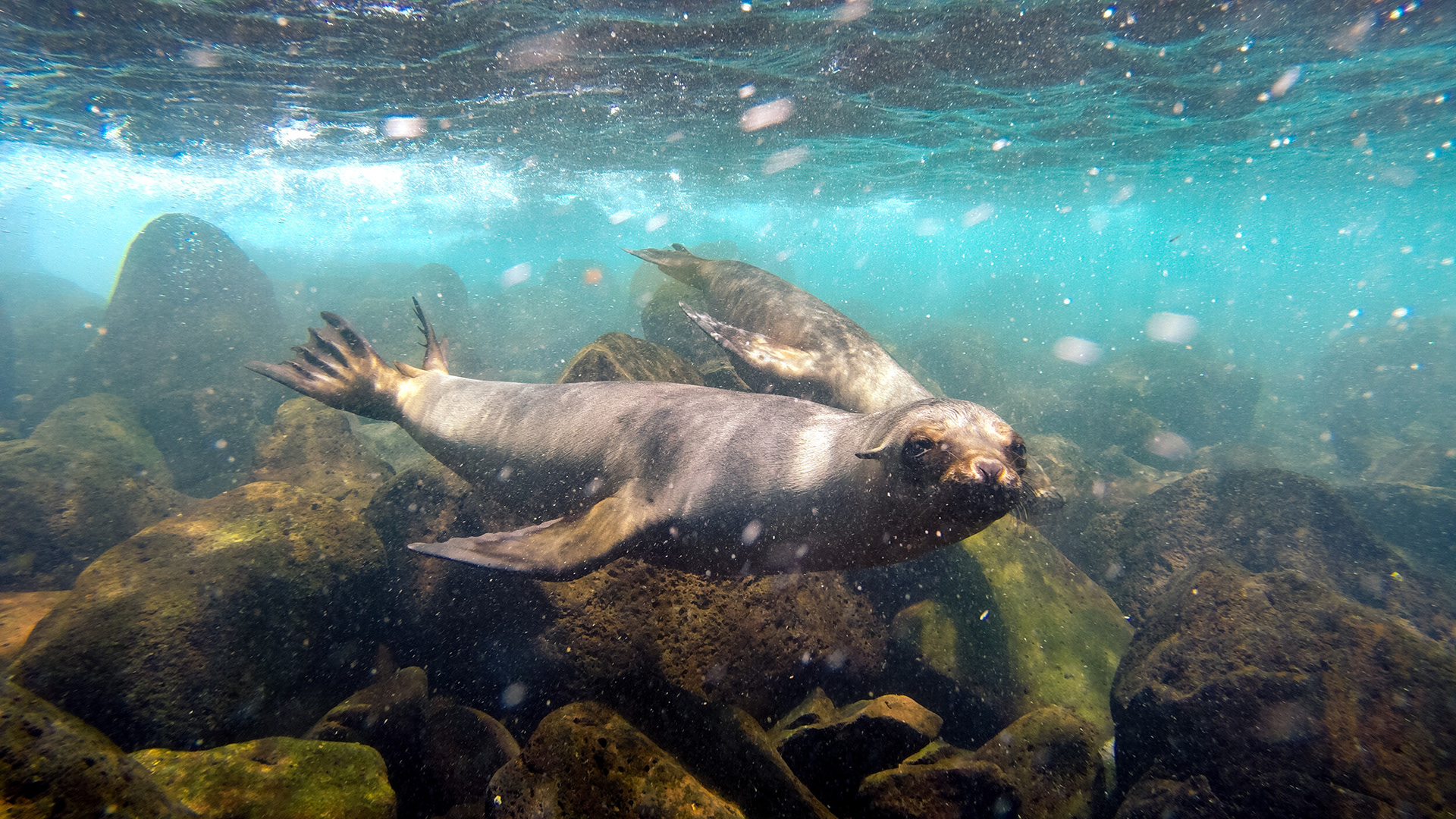 Wanna Play With Me? - When visiting Galapagos Island, the first tour leaded us to Santa Fe Island´s fantastic shoreline. We did some snorkeling and found these friendly sealions that were wiling to play with us while we stayed close to them. Fantastic first underwater experience in Galapagos!