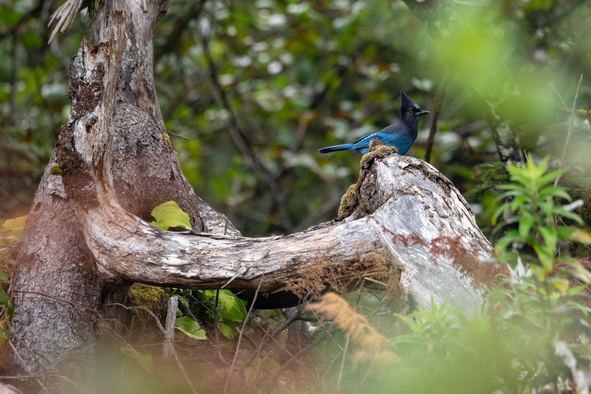Oswald West State Park