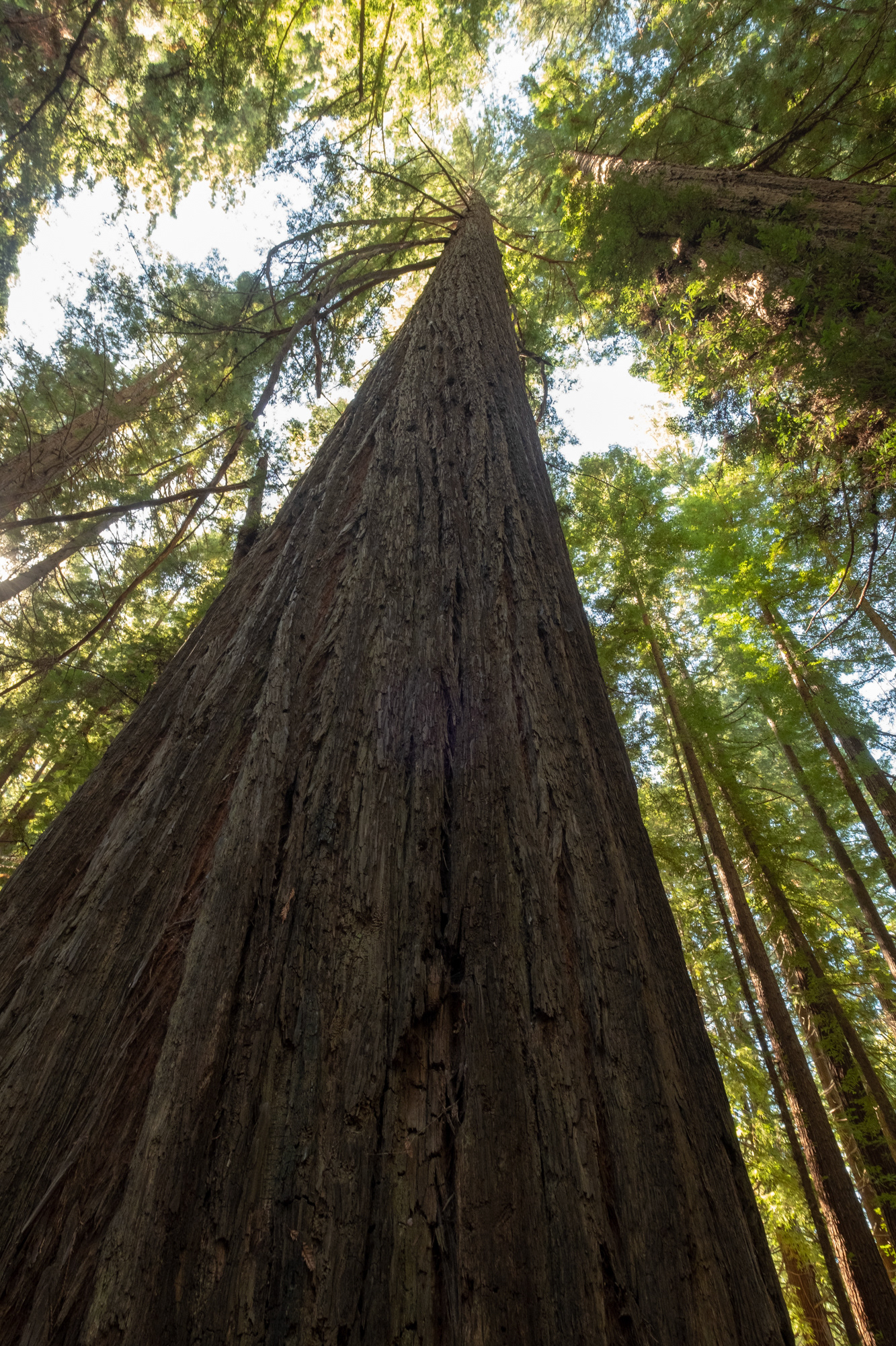  Humboldt Redwoods - Lane Grove - sequoias