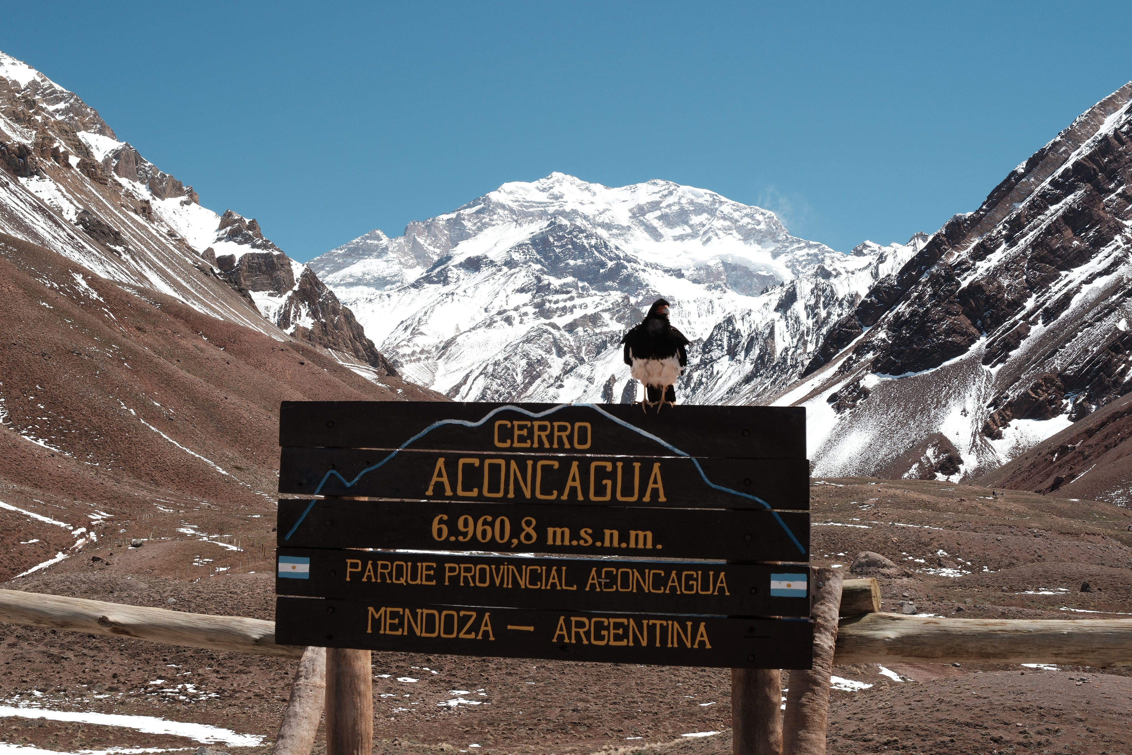 Matamico andino - Parque Provincial Aconcagua