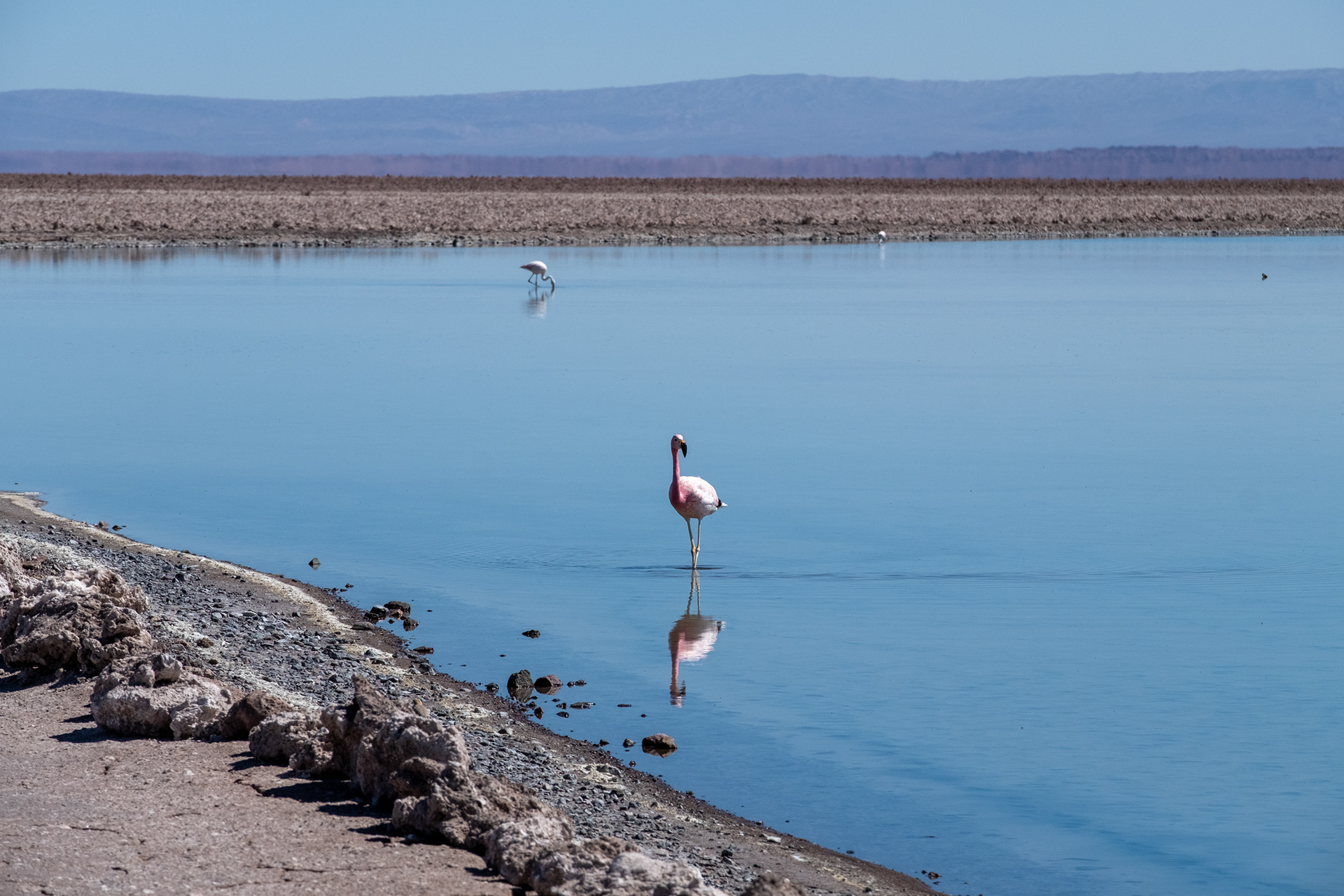 Laguna Chaxa