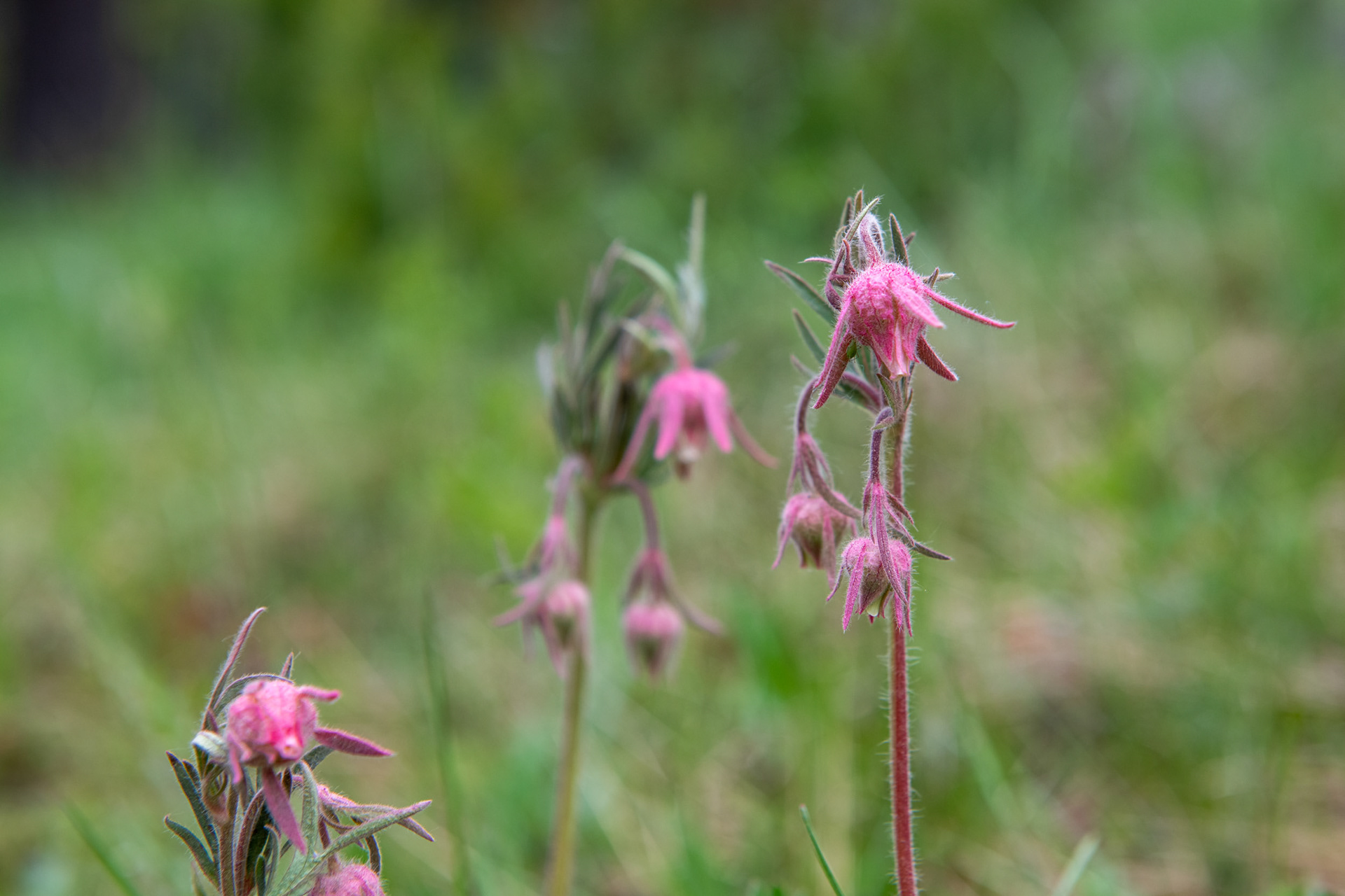 Valle de los 5 lagos - Jasper