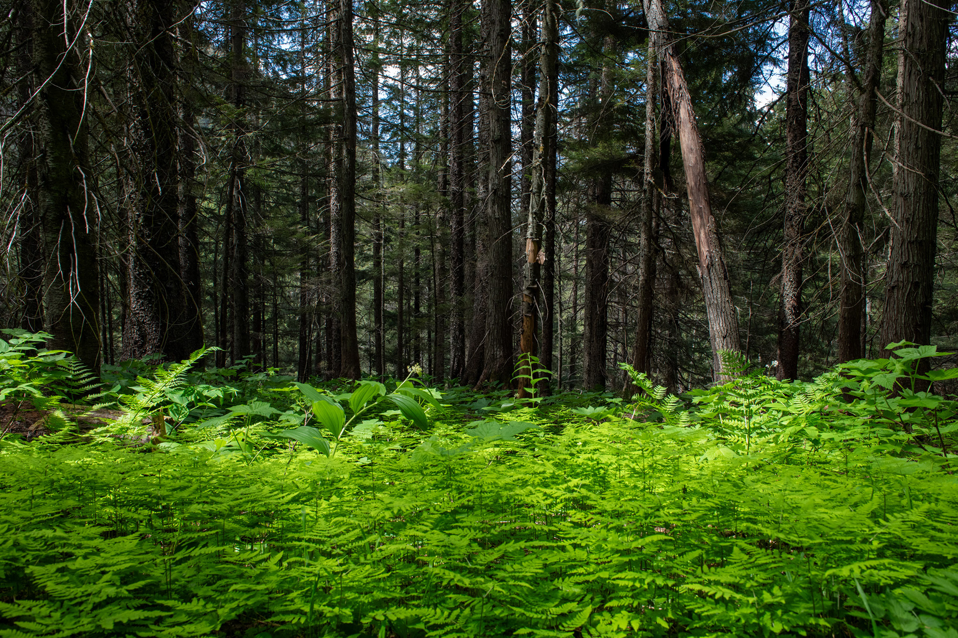 Glacier Nat. Park - bucle Brook