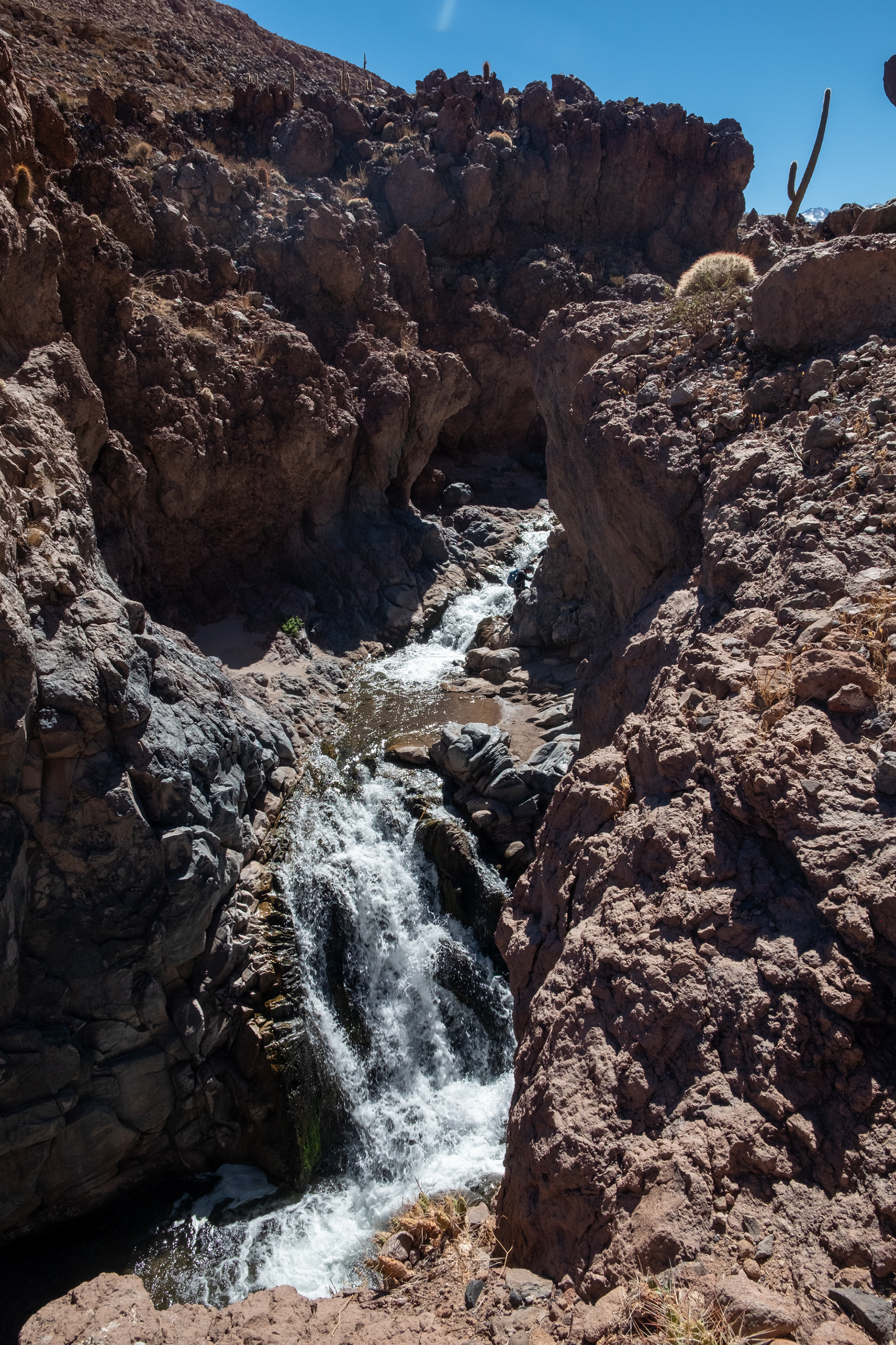 Valle de los Cactus