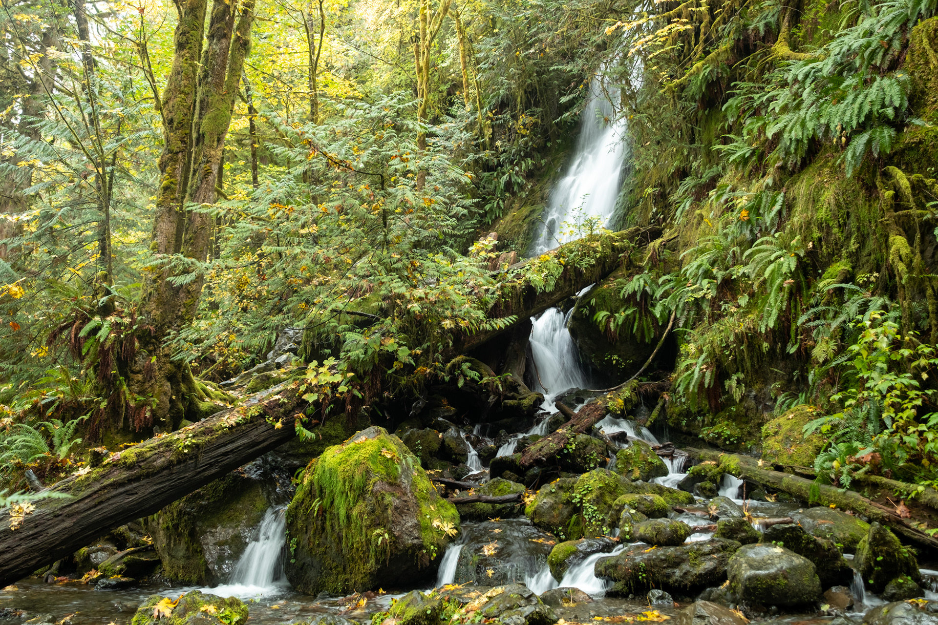 Merriman falls - Olympic National Park, WA
