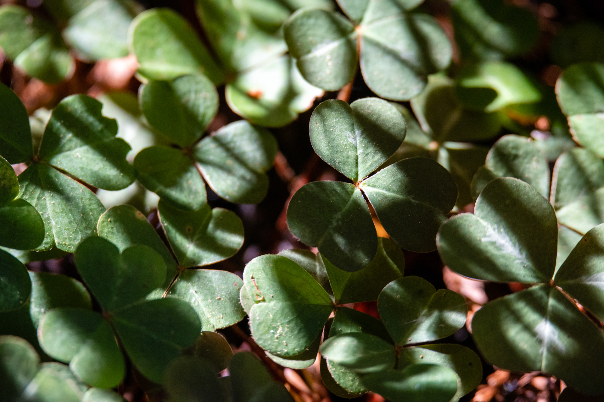 Hunnewell-Donald Memorial grove - trillo Big Tree