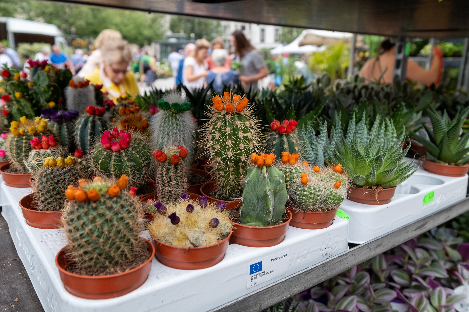 Plaza Kouter y mercado de flores (domingo)