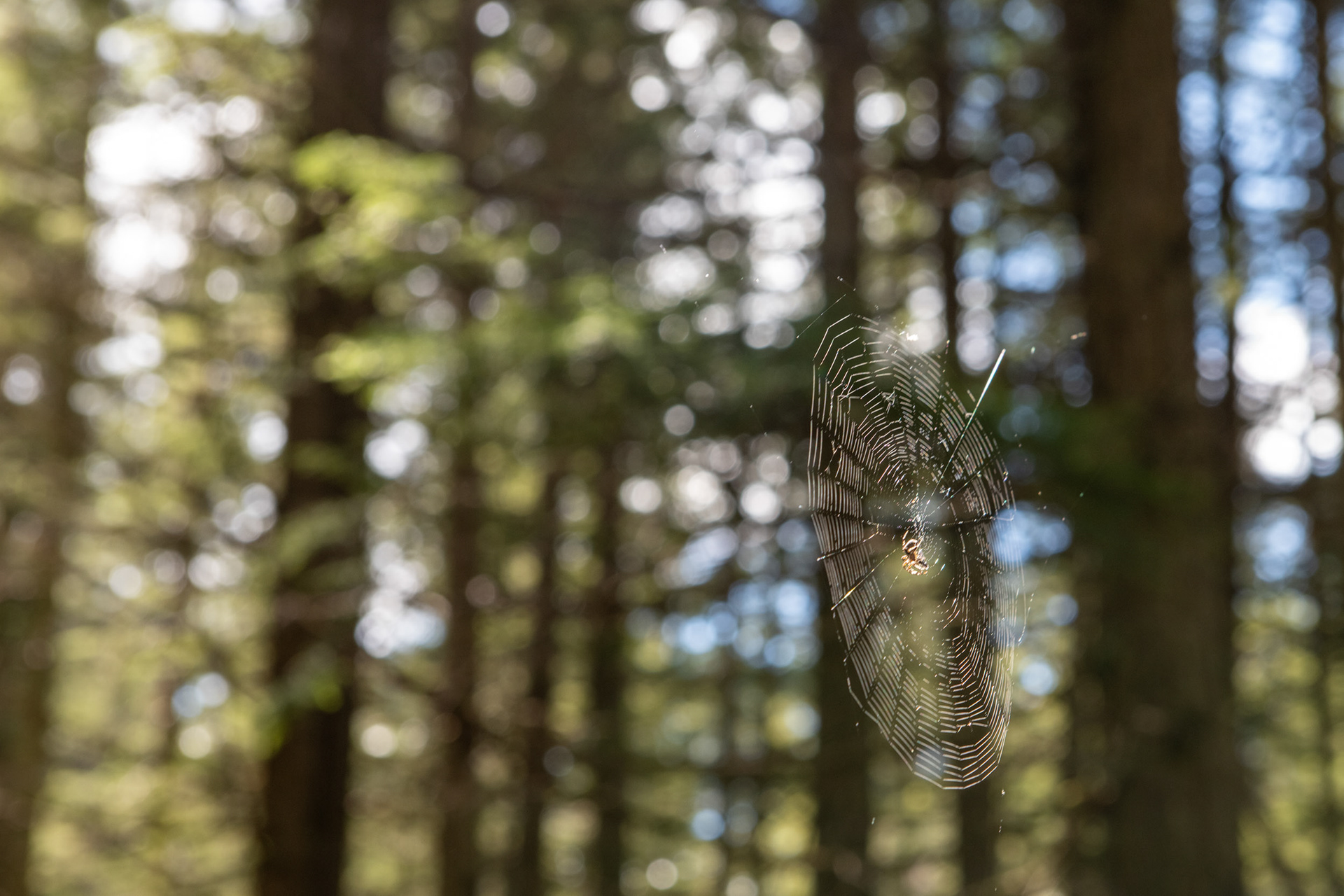 Glacier Nat. Park - "jardín de piedras" (rockgarden)