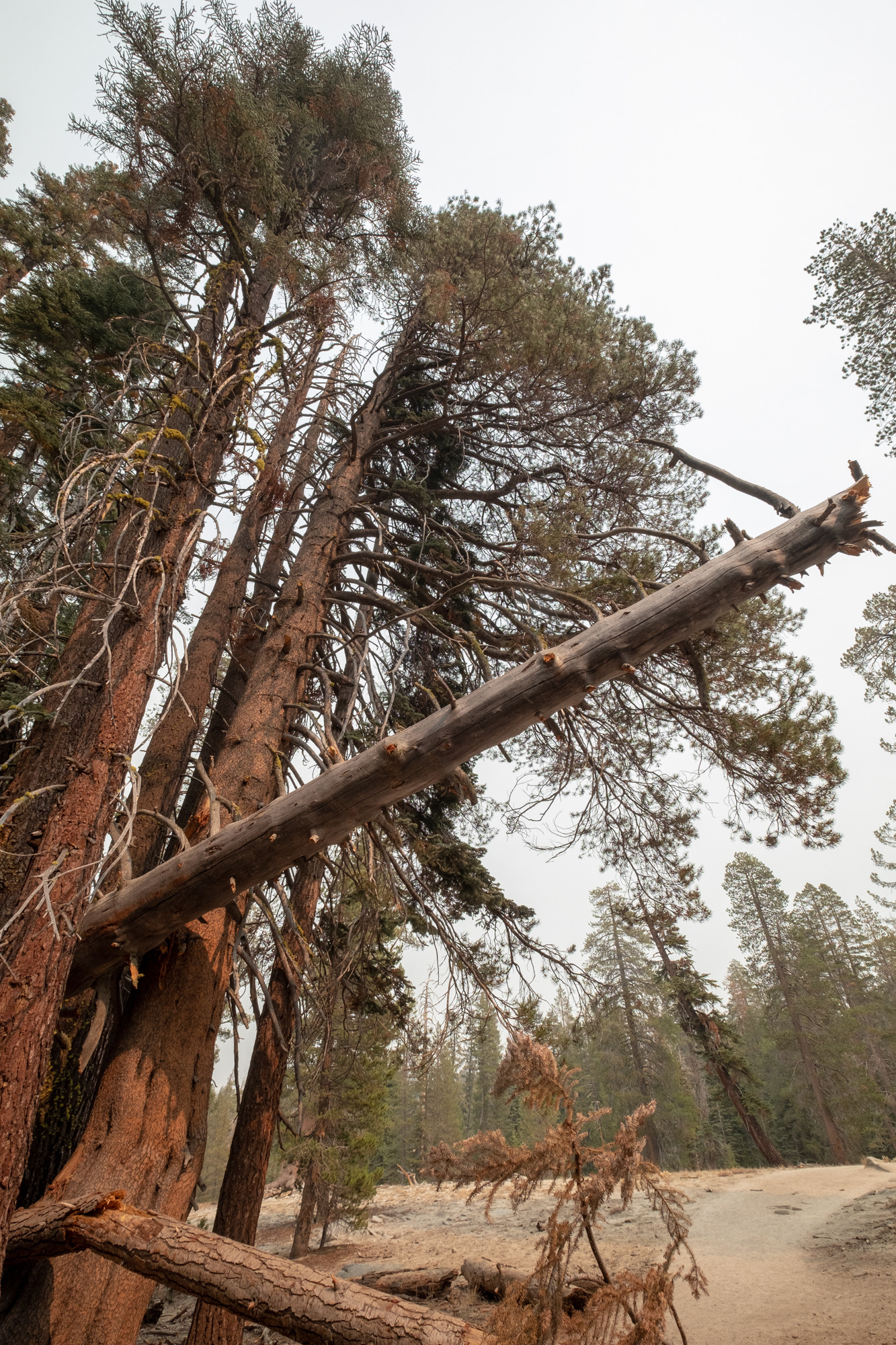 Yosemite - Trillo hacia Taft Point