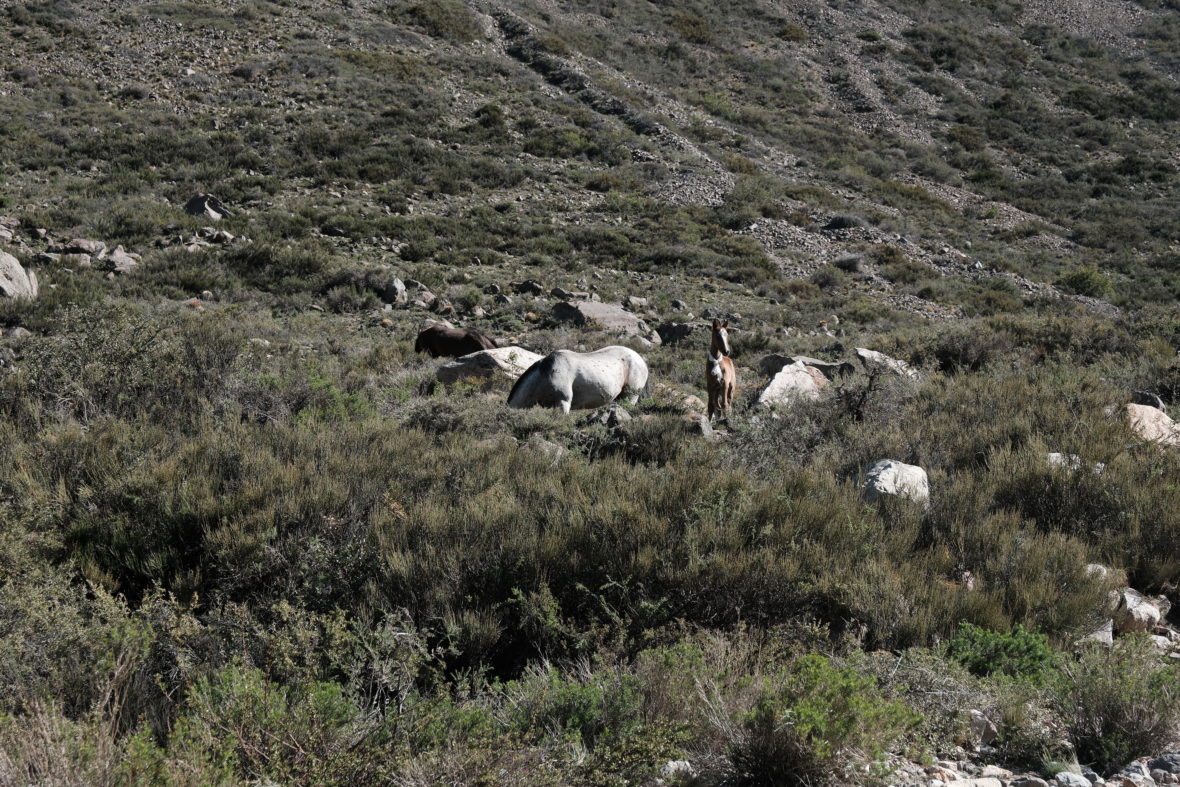 Camino a  el Cajón de Arenales