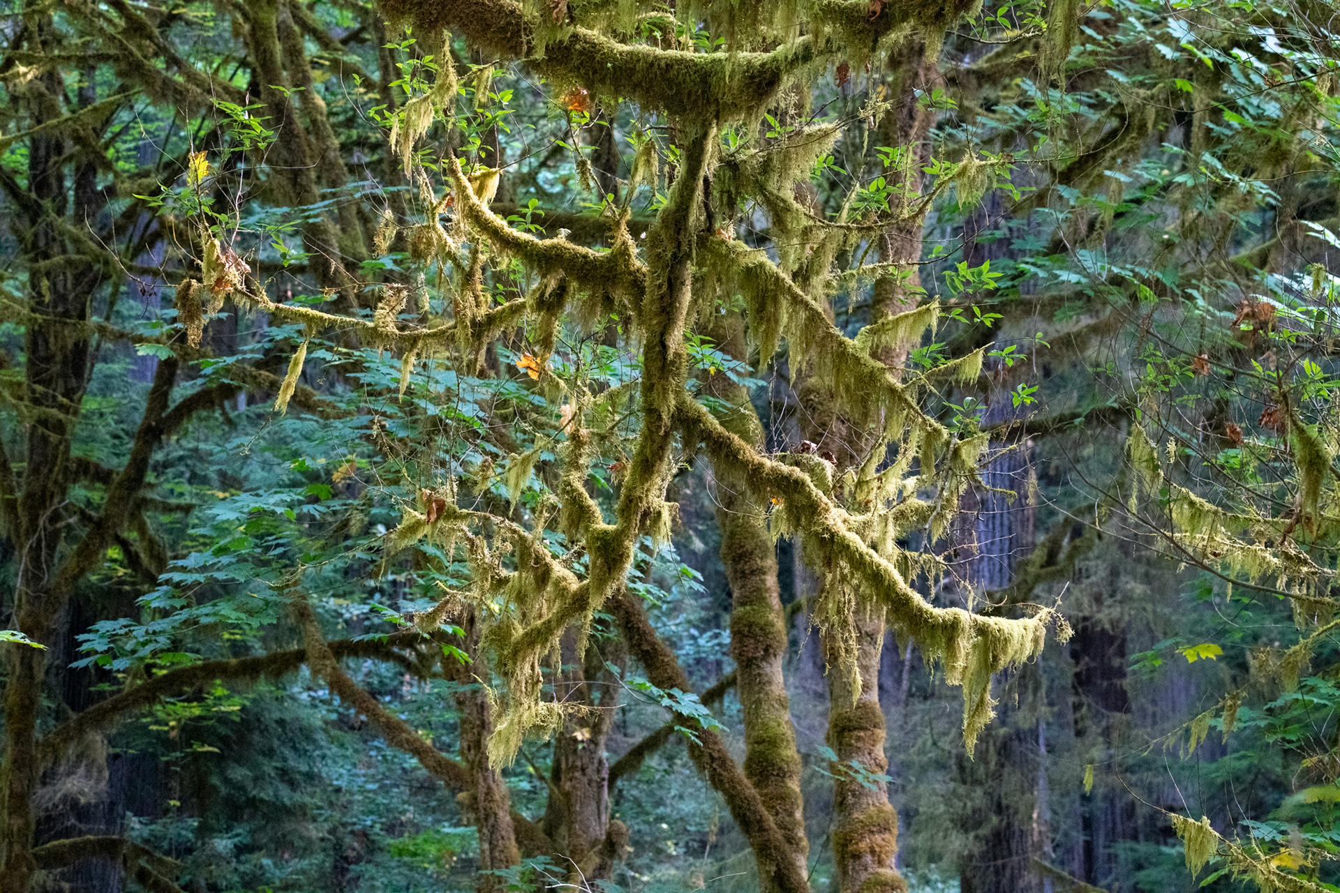 Hunnewell-Donald Memorial grove - trillo Big Tree