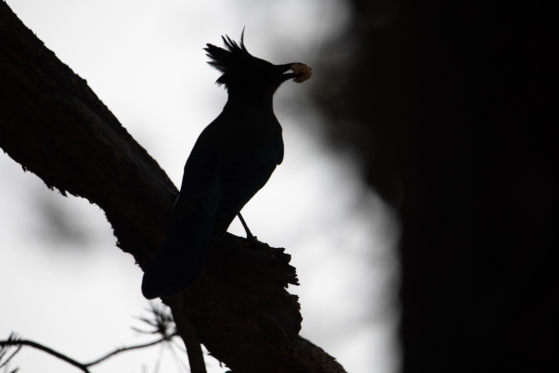 Yosemite - Chara Crestada (Steller's Jay)