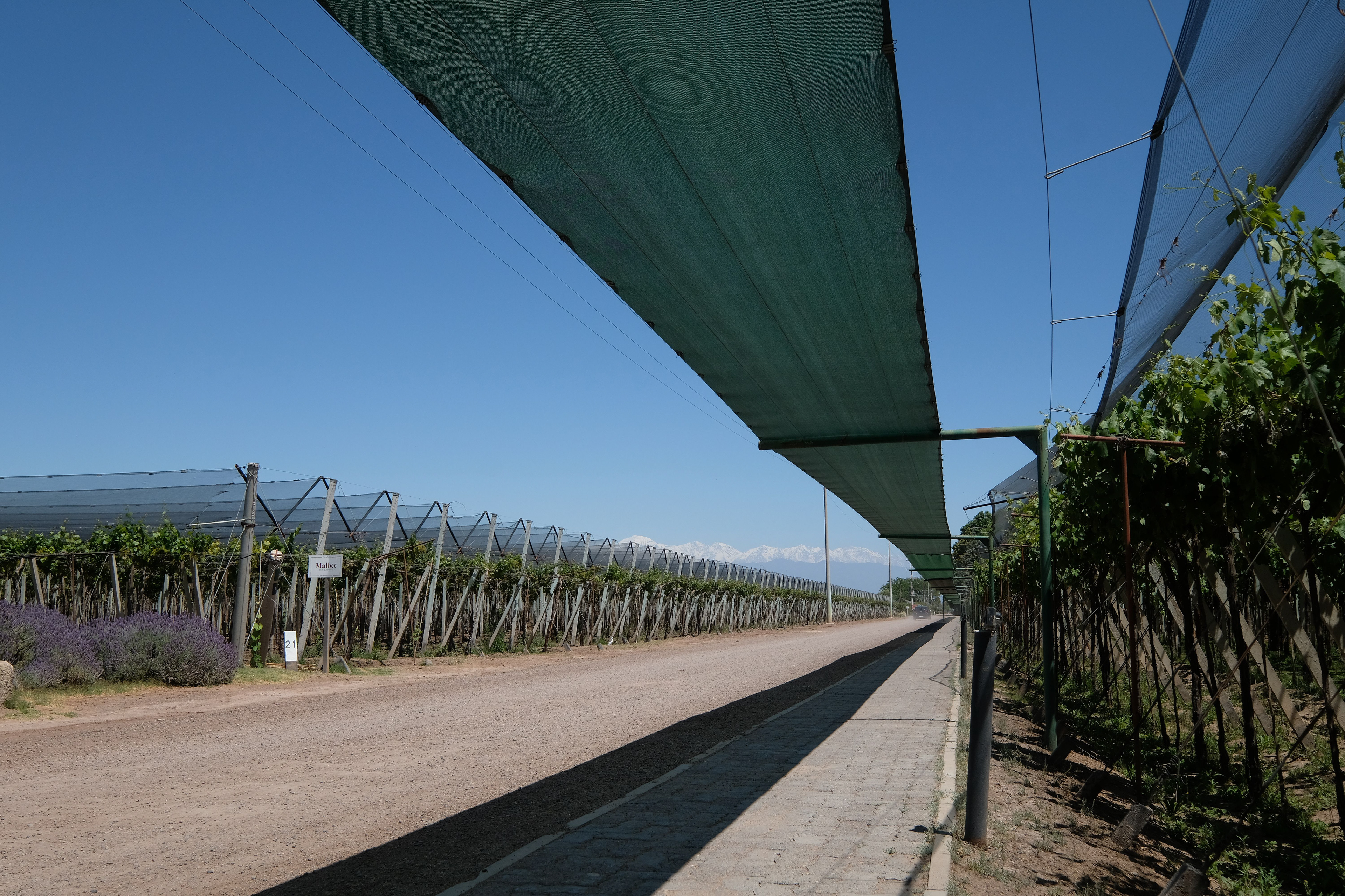 Bodega Santa Julia - viñedos