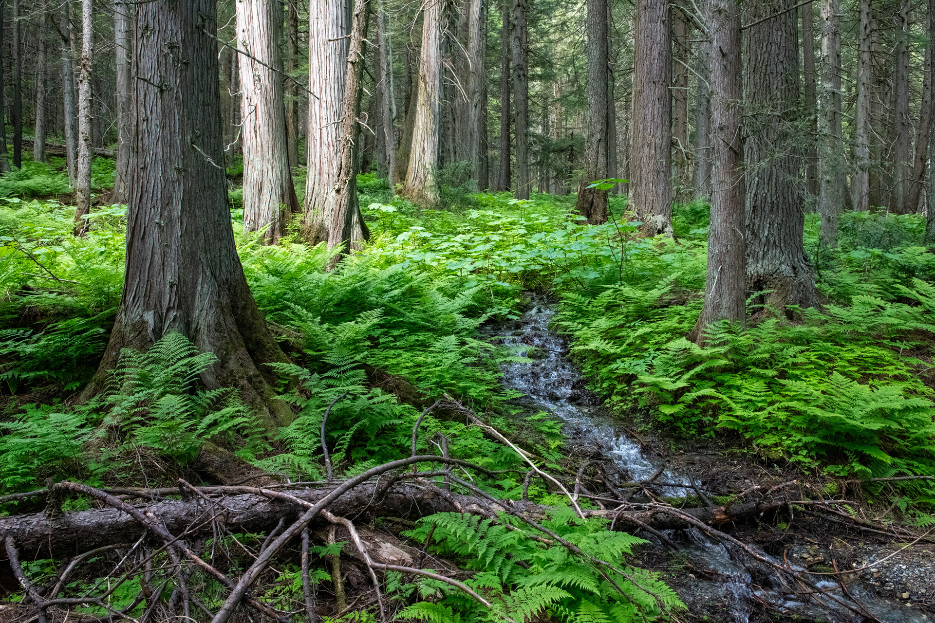Hemlock Grove - bosque de Cedros