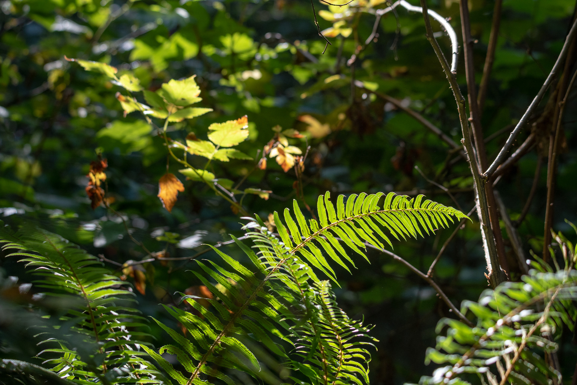 Hunnewell-Donald Memorial grove - trillo Big Tree