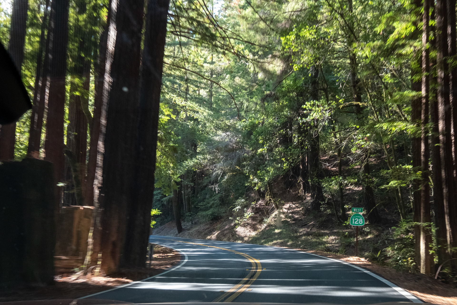 Ruta 128W - Sequoias