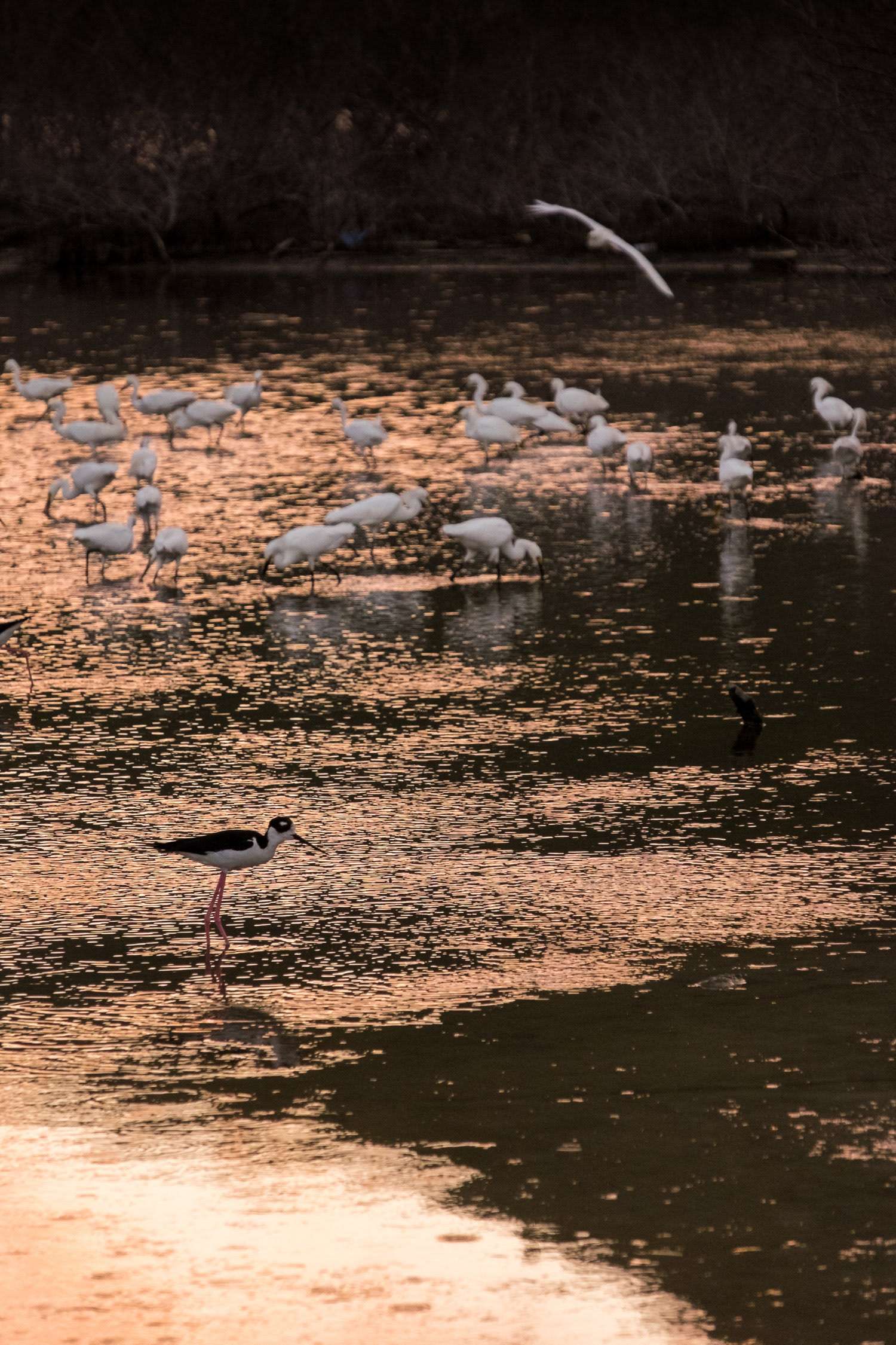 Friend's Gathering - Lots of herons and "petit chevaliers" nests and fly around a water pond at dusk at the Reserve Naturelle Saint Martin.