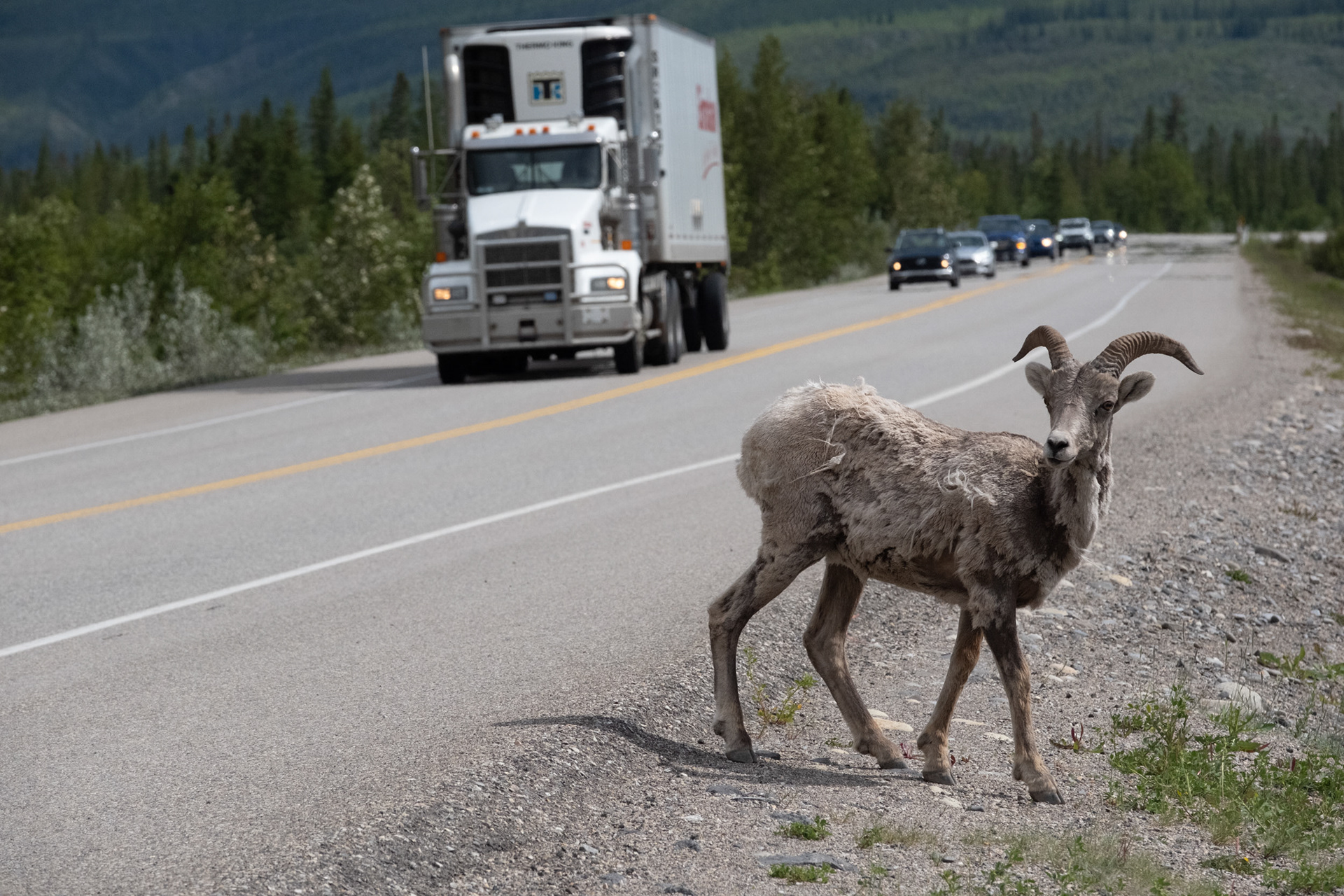 Big Horn Sheep - oveja de cuernos grandes