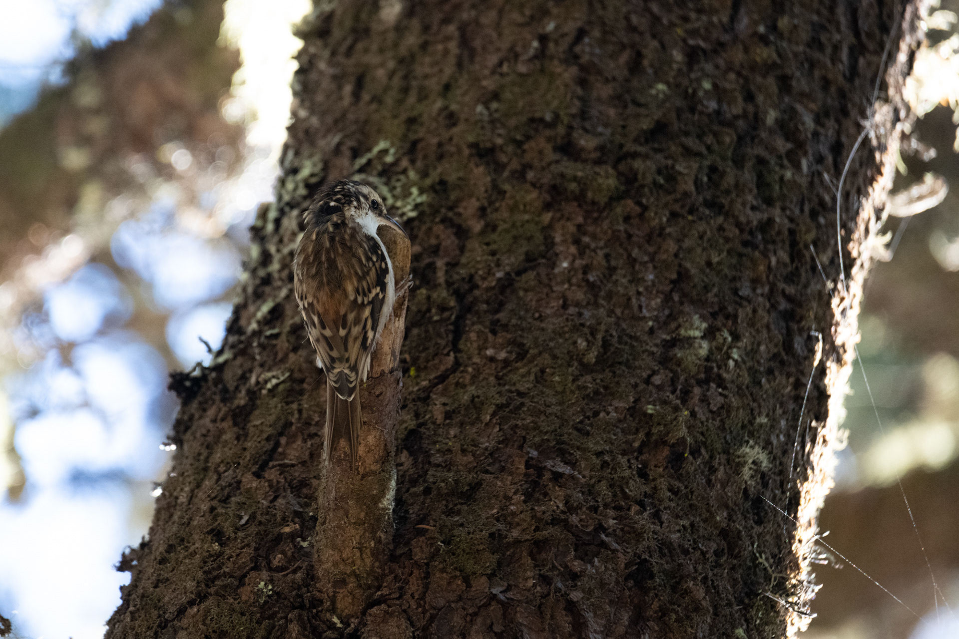 Dunas en la playa Umpqua