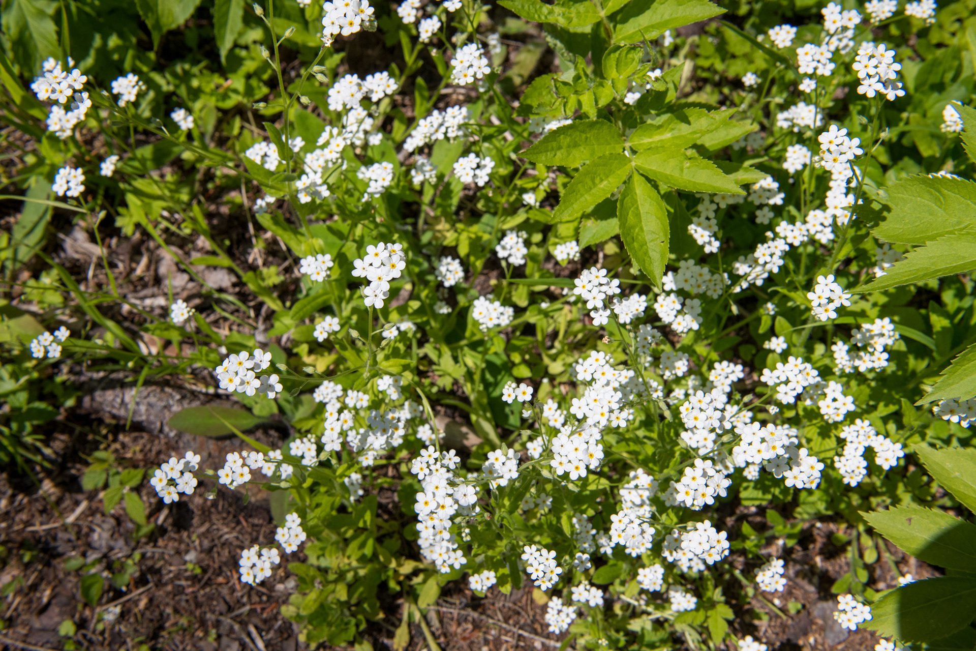 Glacier Nat. Park - bucle Brook