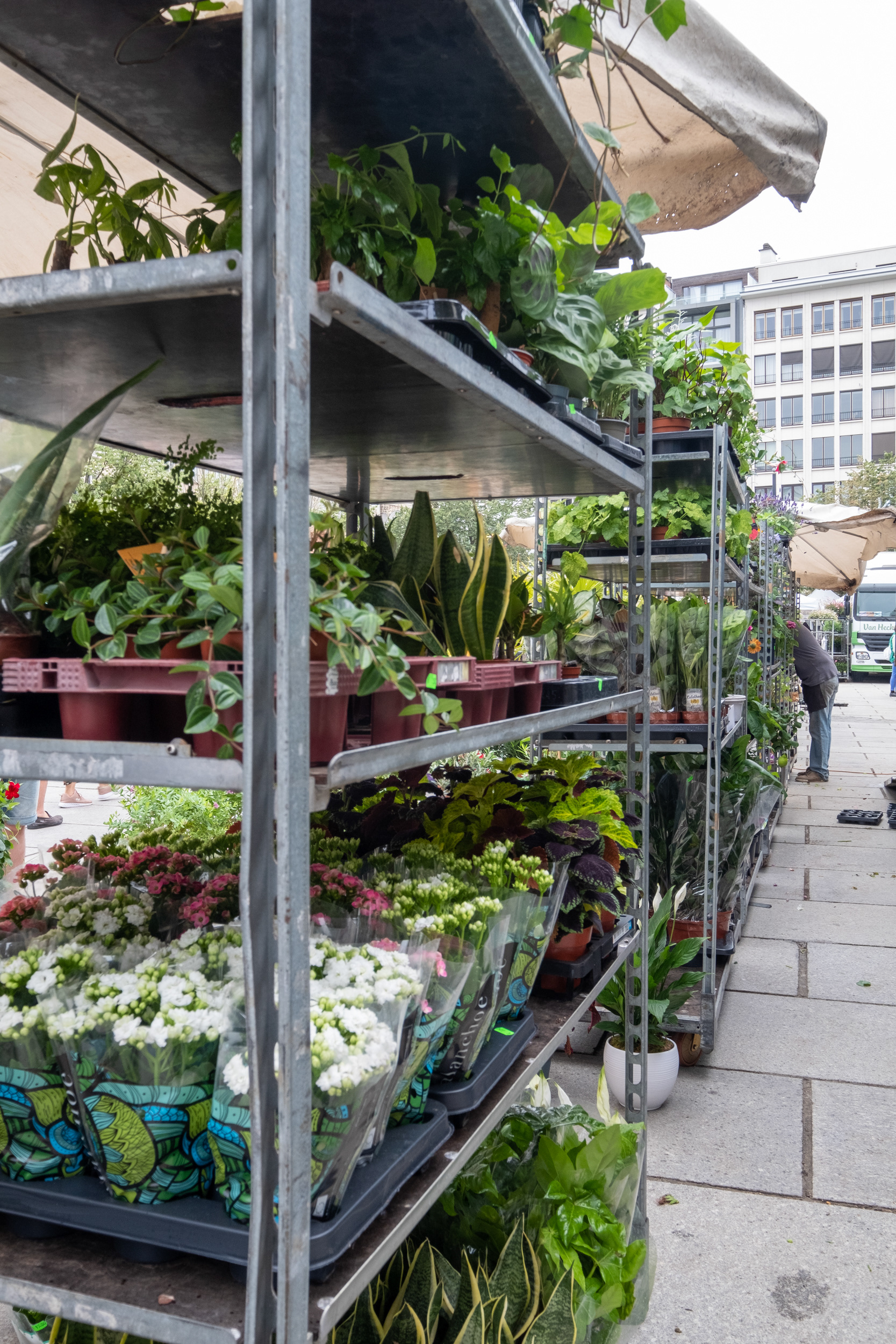 Plaza Kouter y mercado de flores (domingo)
