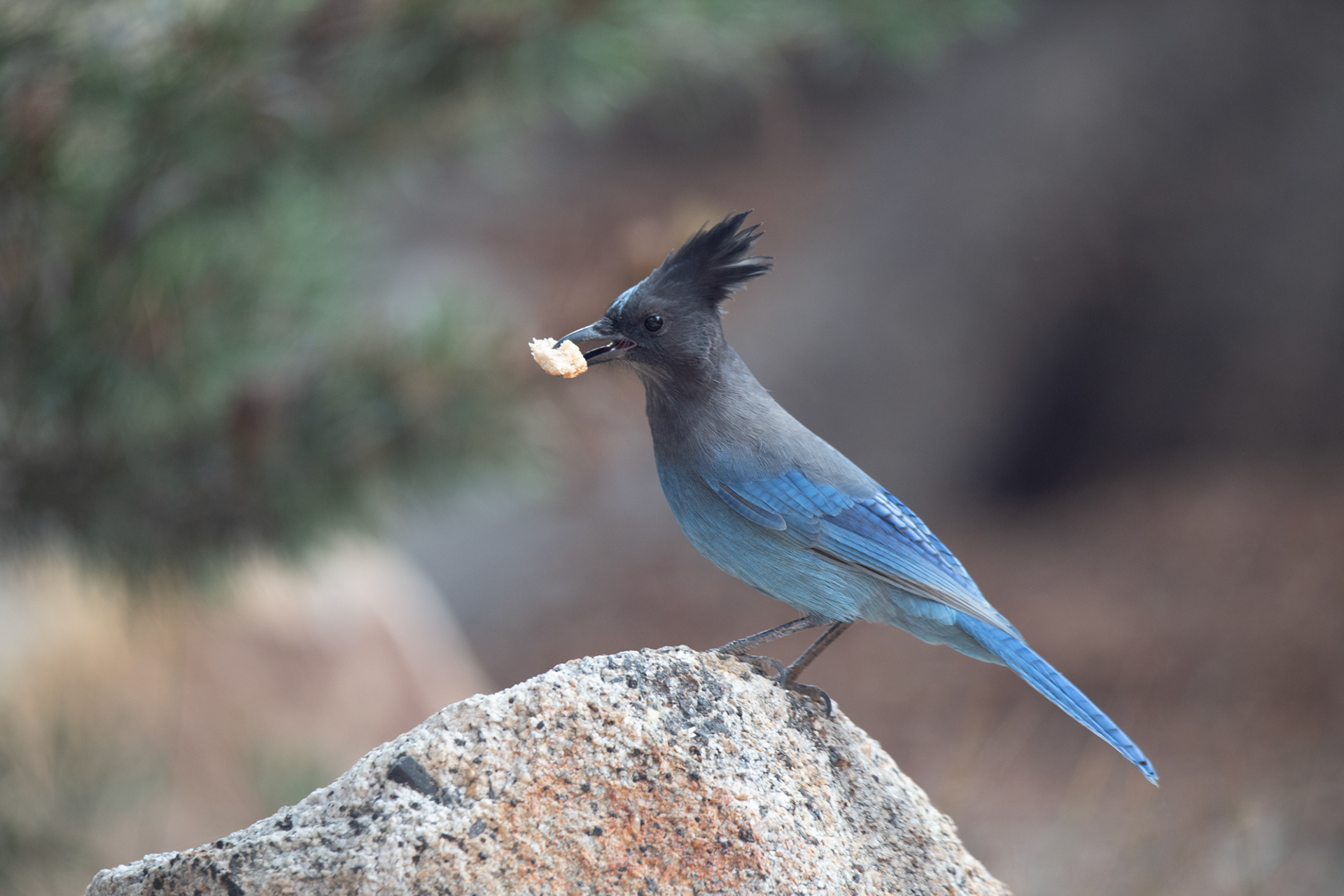 Yosemite - Chara Crestada (Steller's Jay)