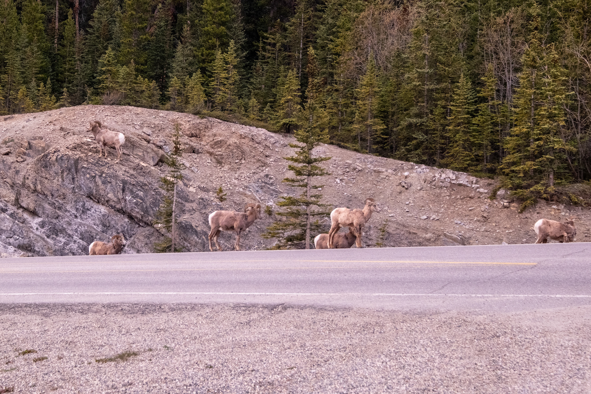 Camino a Jasper - Big Horn Sheeps