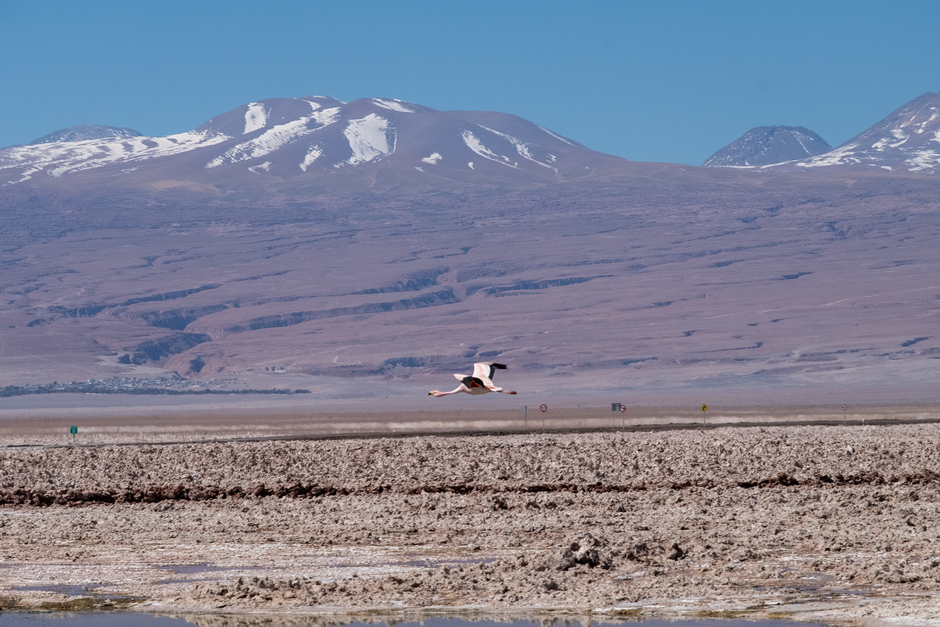 Laguna Chaxa