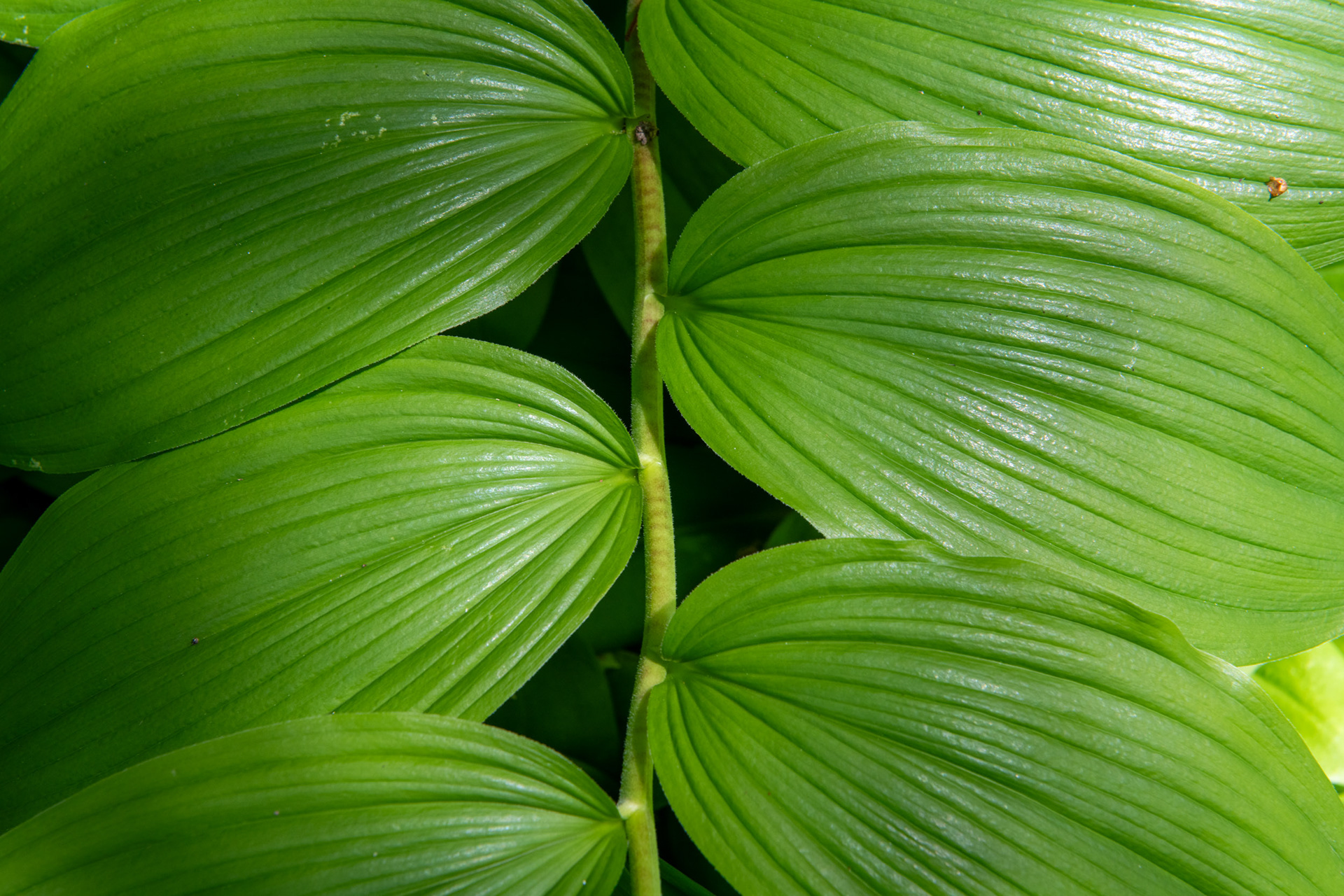 Glacier Nat. Park - bucle Brook