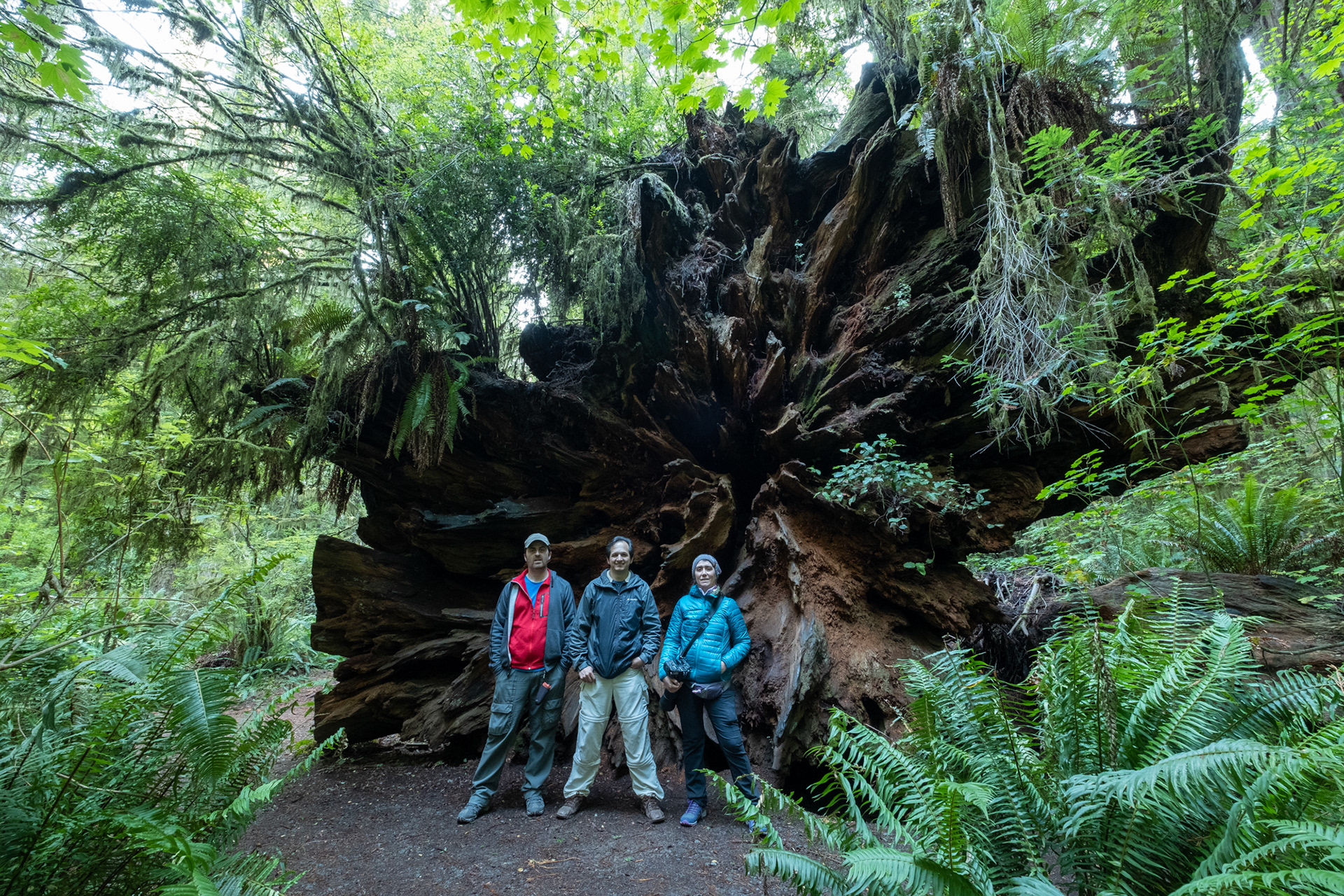 Jedediah Smith Reedwoods - trillo Simpson-Reed