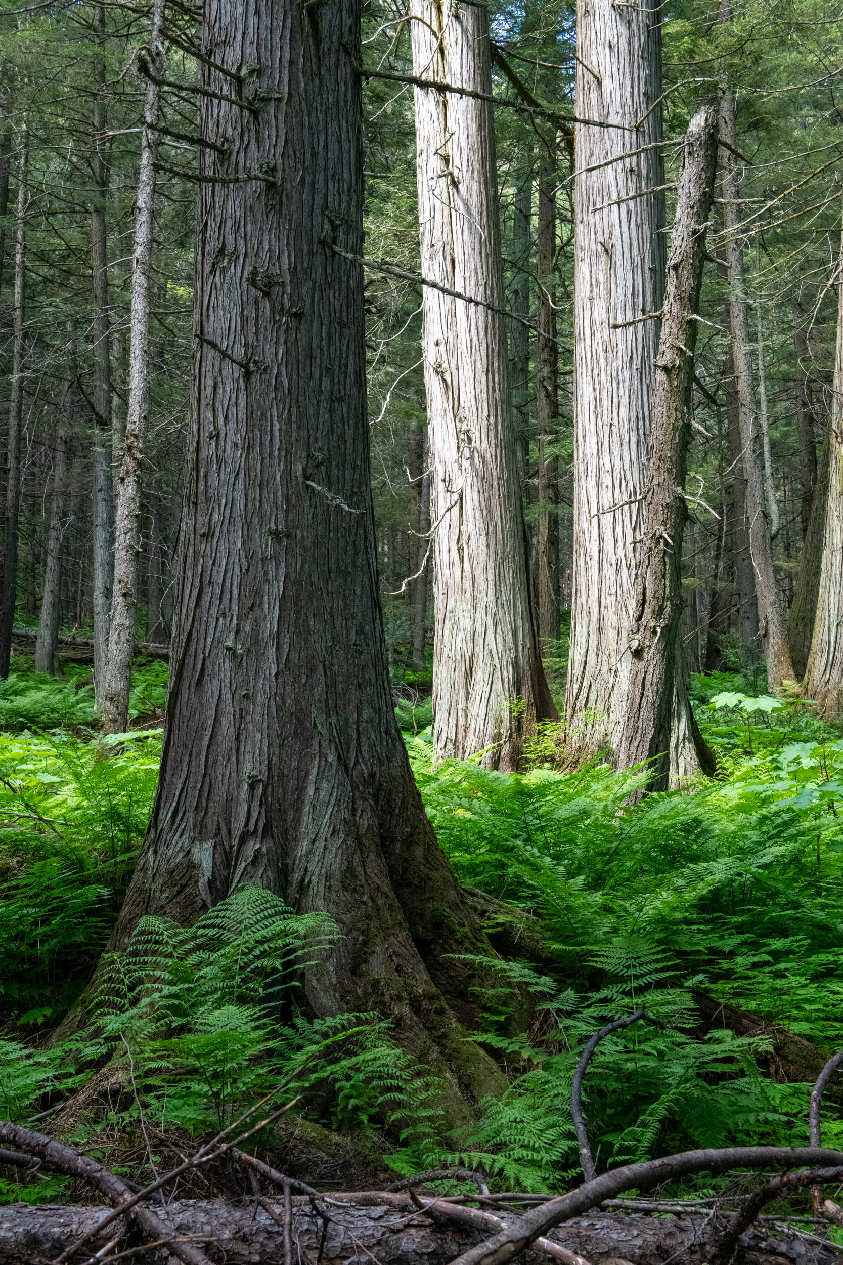 Hemlock Grove - bosque de Cedros