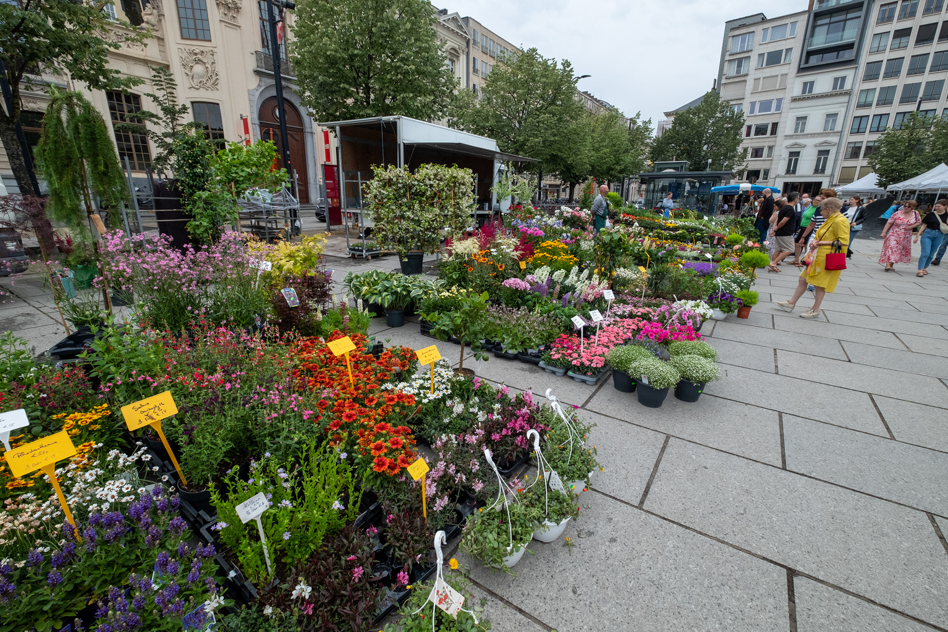 Plaza Kouter y mercado de flores (domingo)