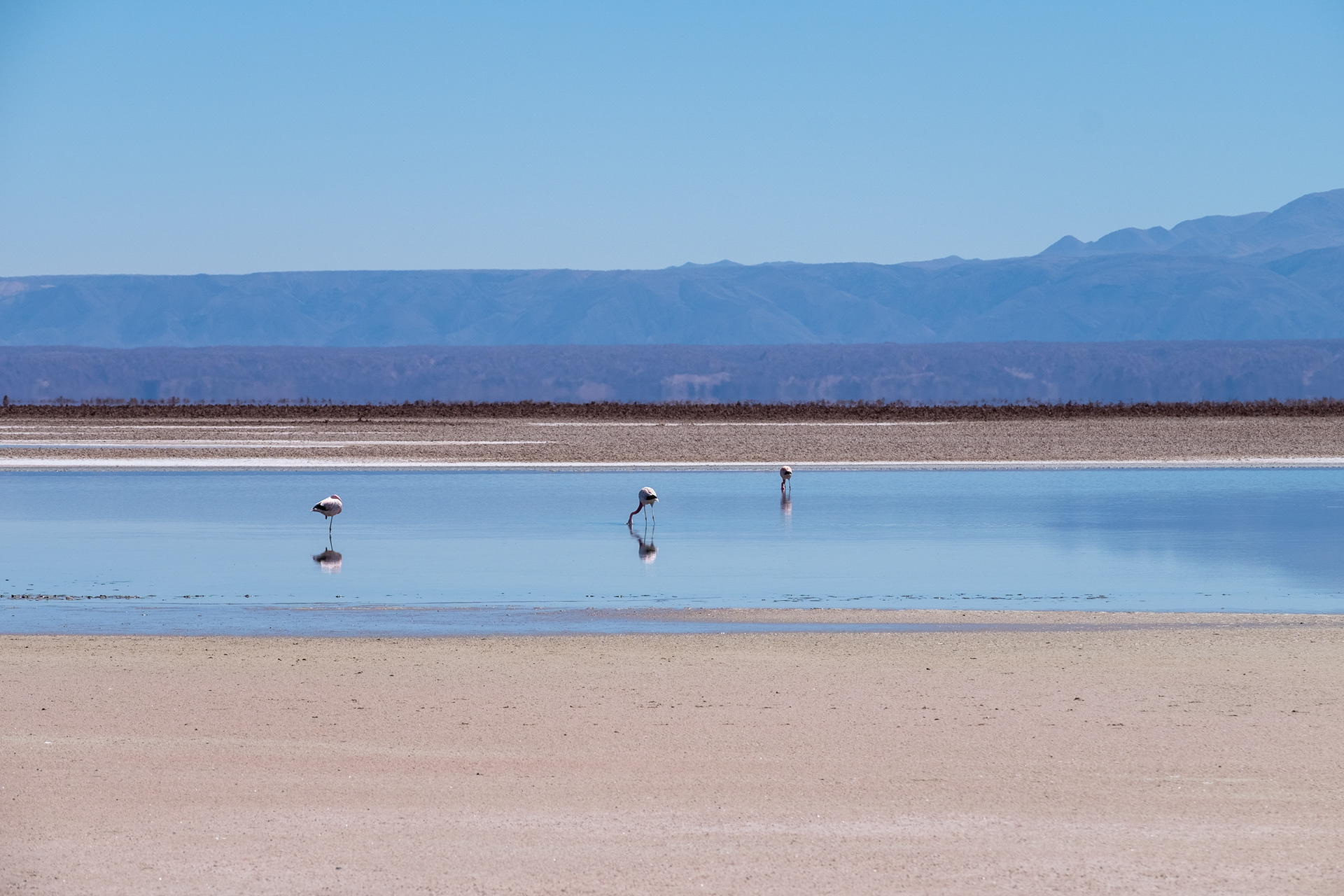 Laguna Chaxa