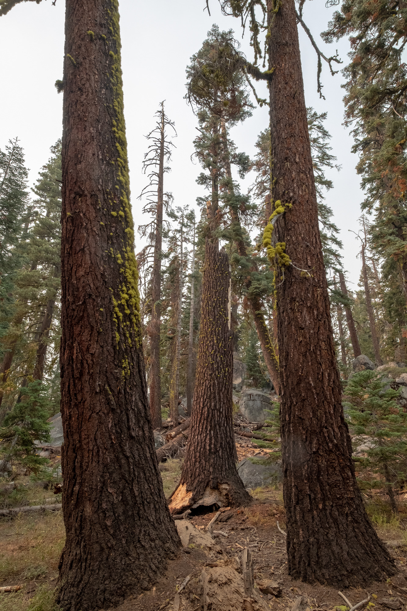 Yosemite - Trillo hacia Taft Point