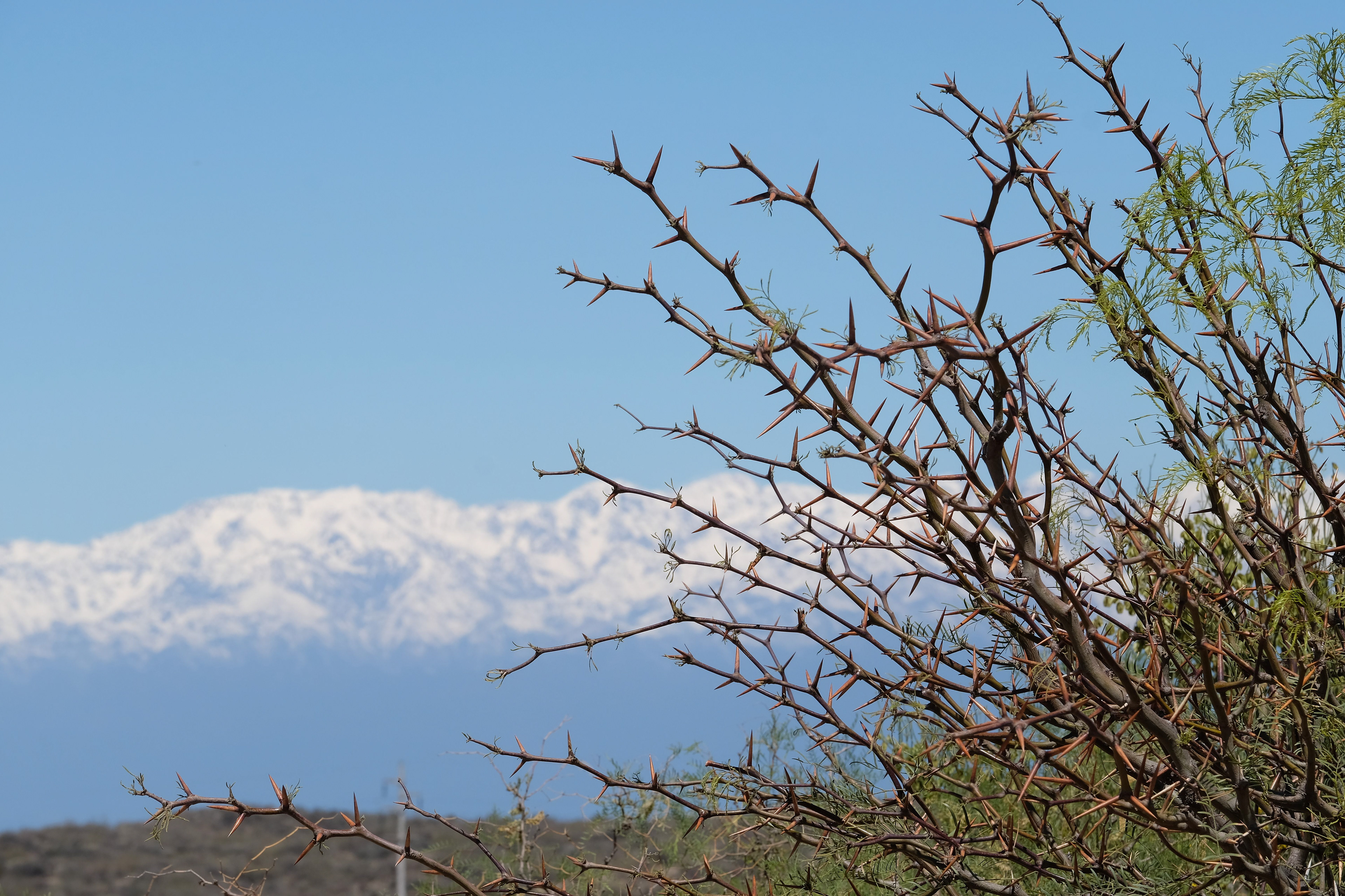 El Carrizal de Abajo