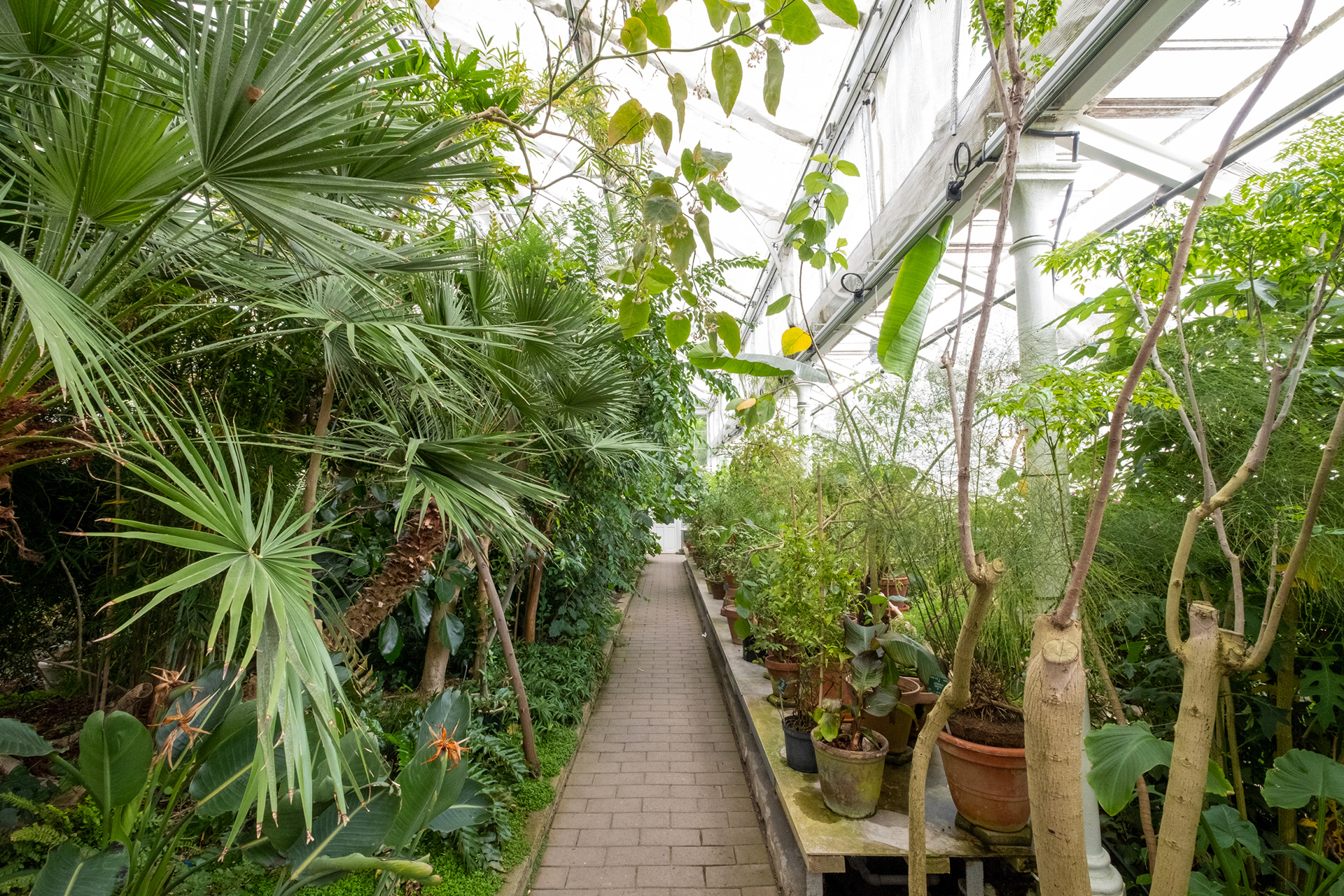 Jardín botánico - casa de palmeras