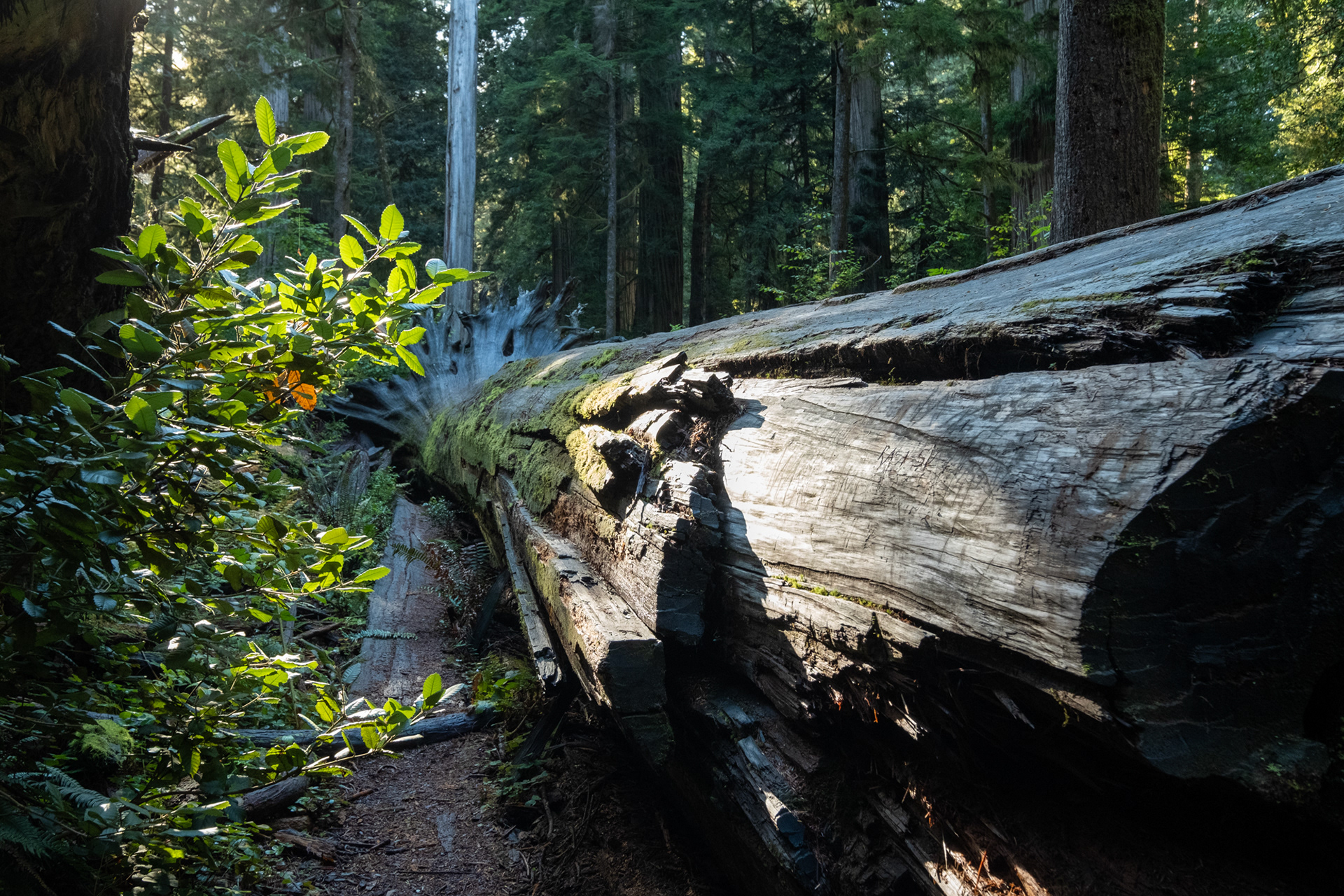 Jedediah Smith Reedwoods - trillo Simpson-Reed