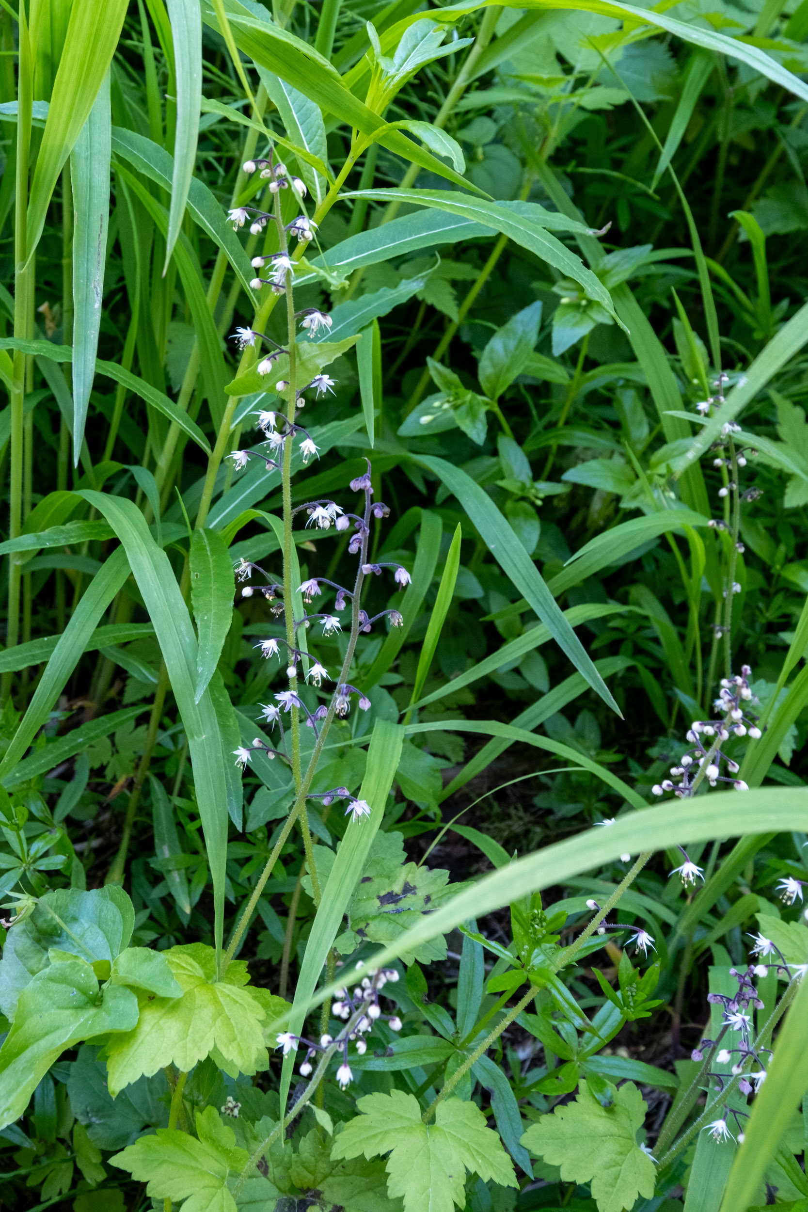 Glacier Nat. Park - bucle Brook