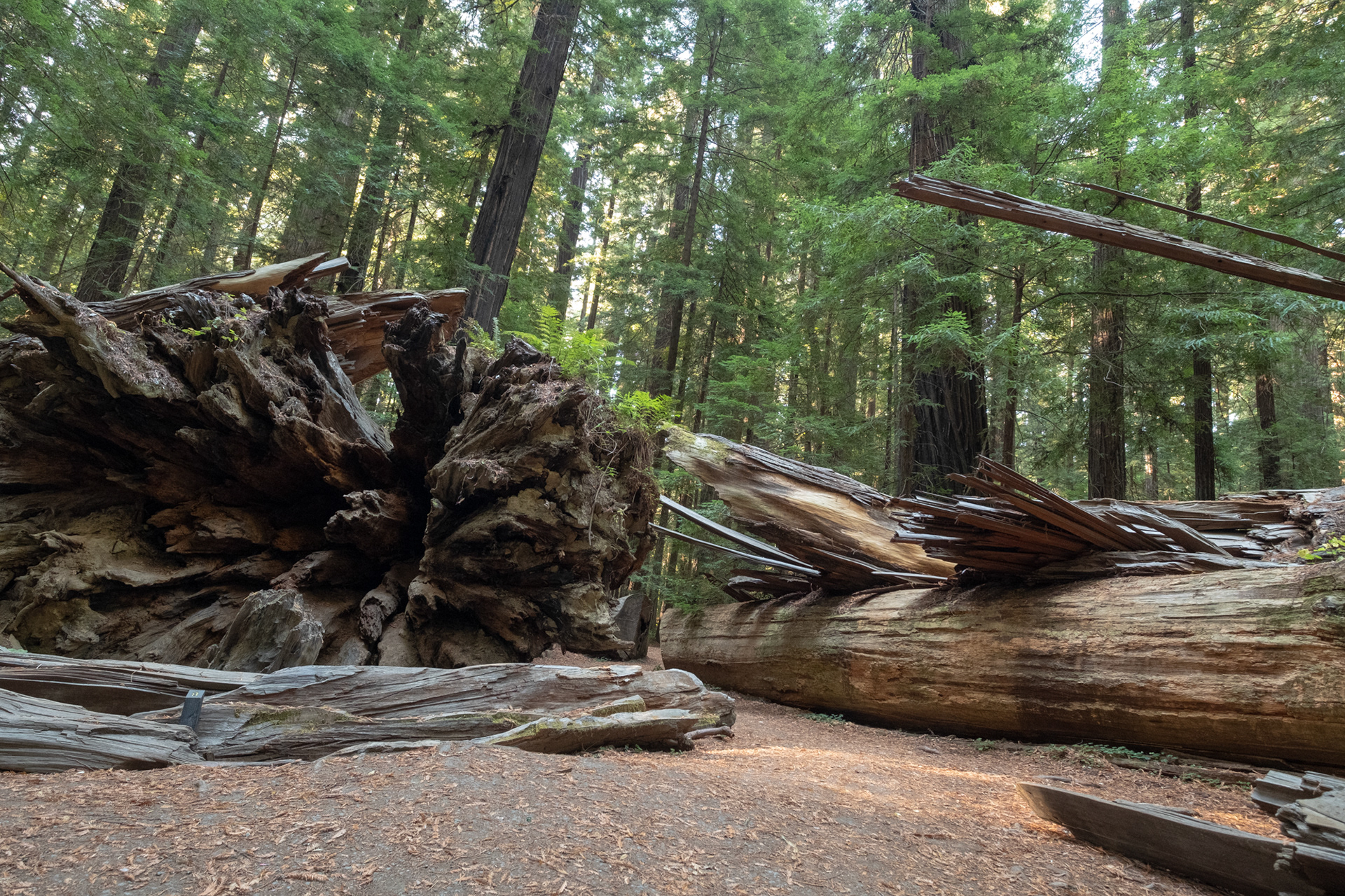 Trillo Founder's grove