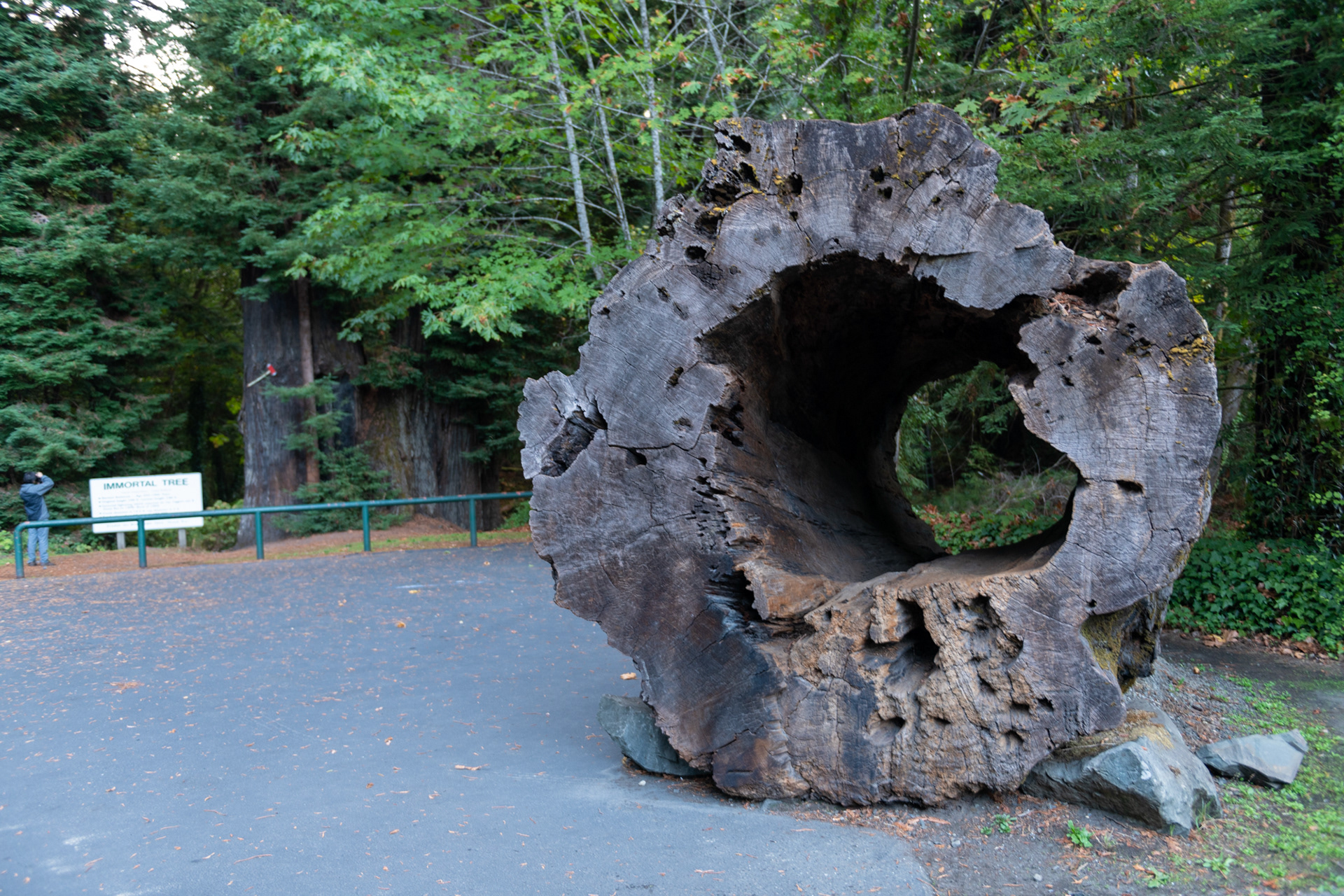 Trillo Founder's grove