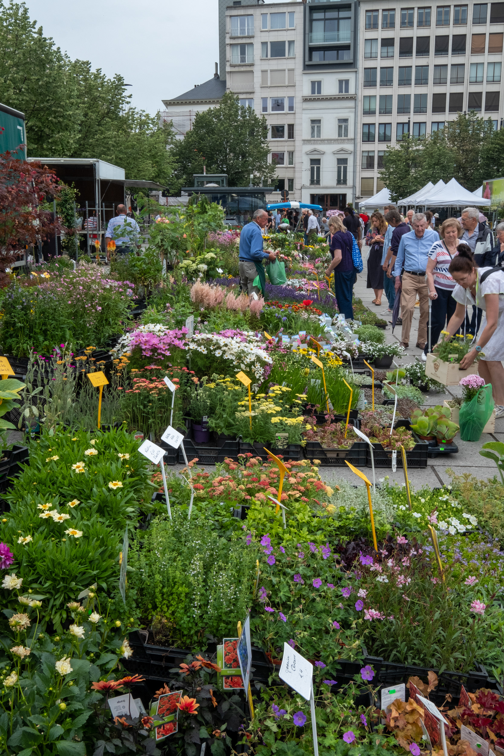 Plaza Kouter y mercado de flores (domingo)