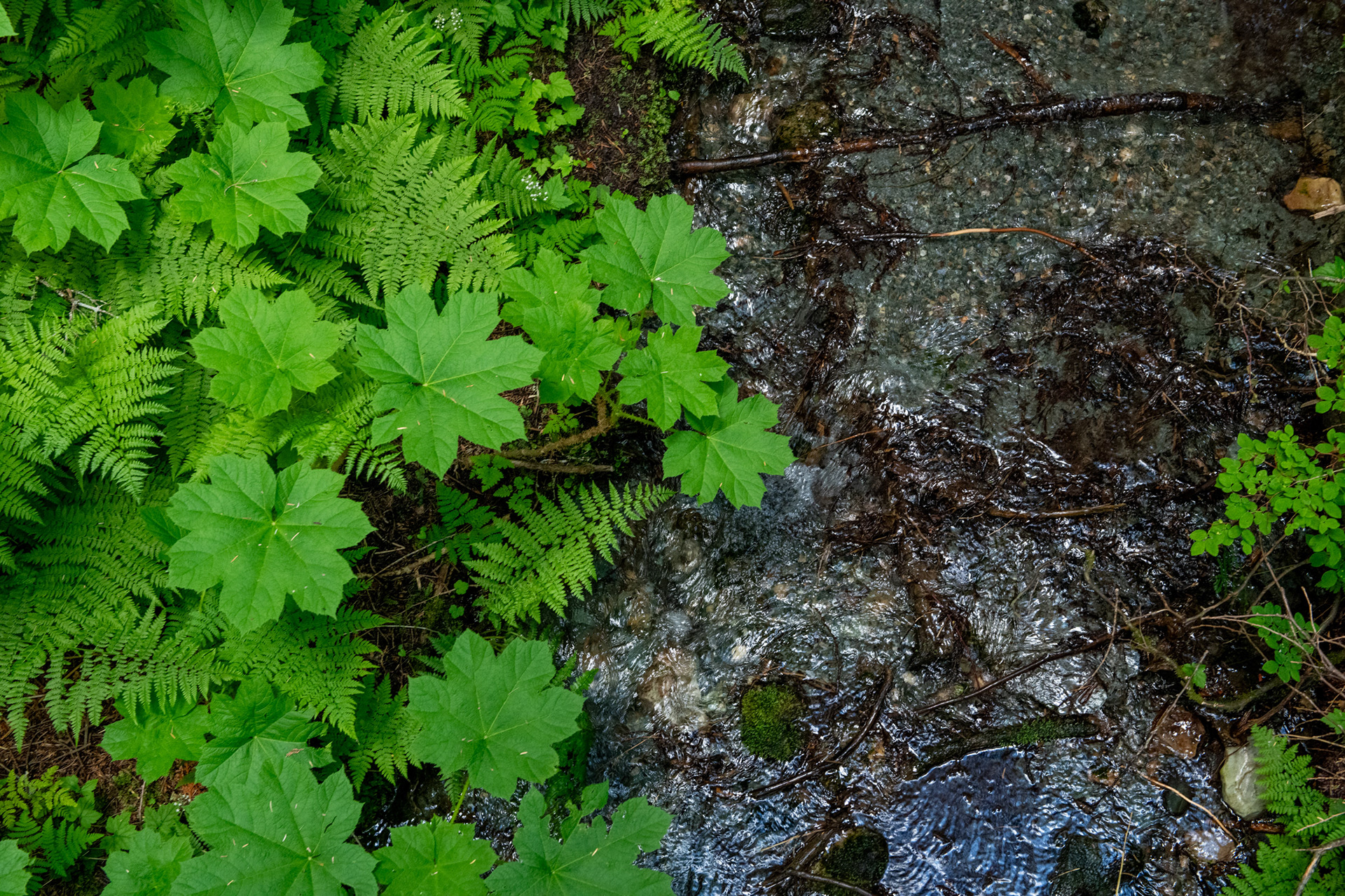Hemlock Grove - bosque de Cedros