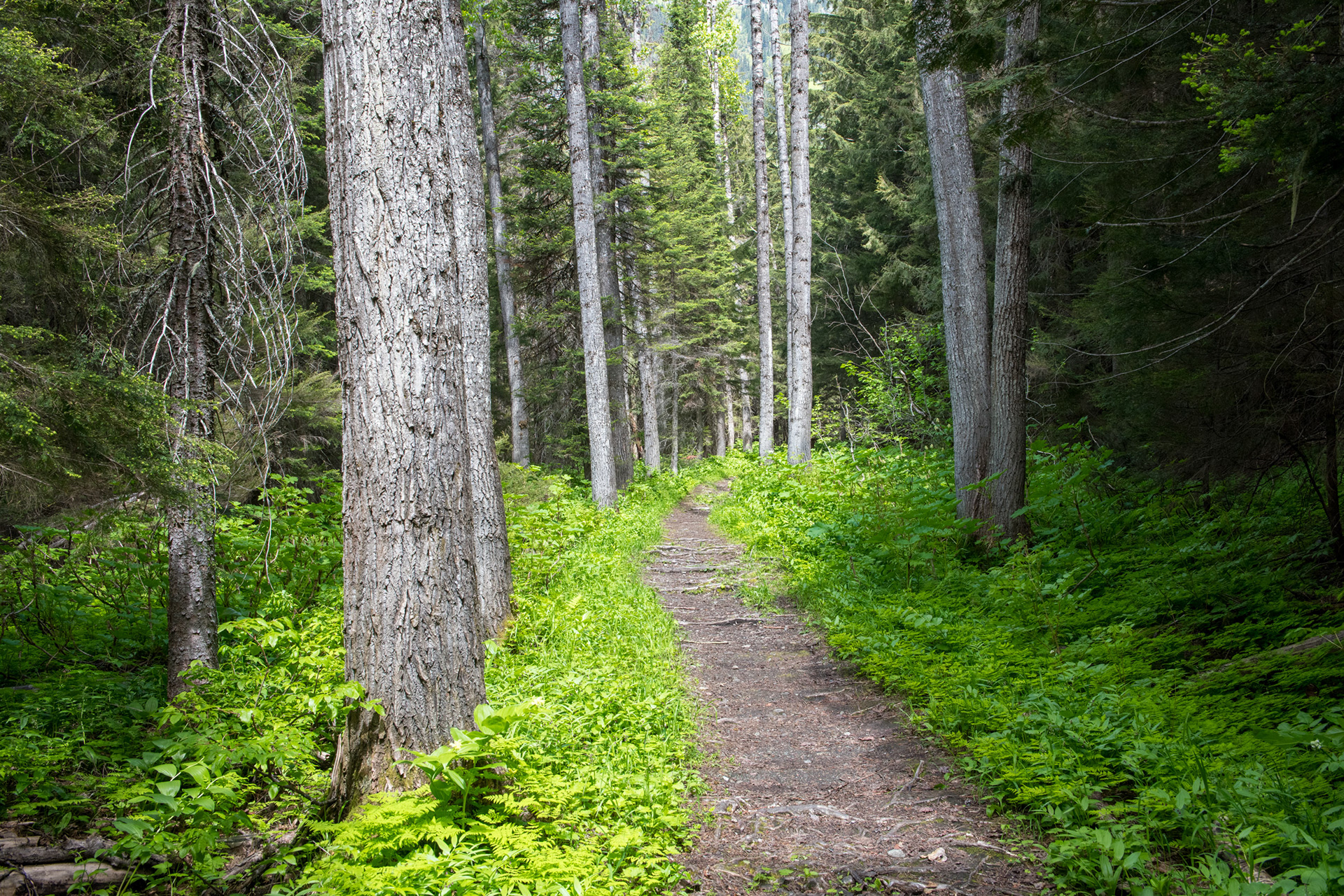 Bucle Brook - bucle para bajar en altura al tren