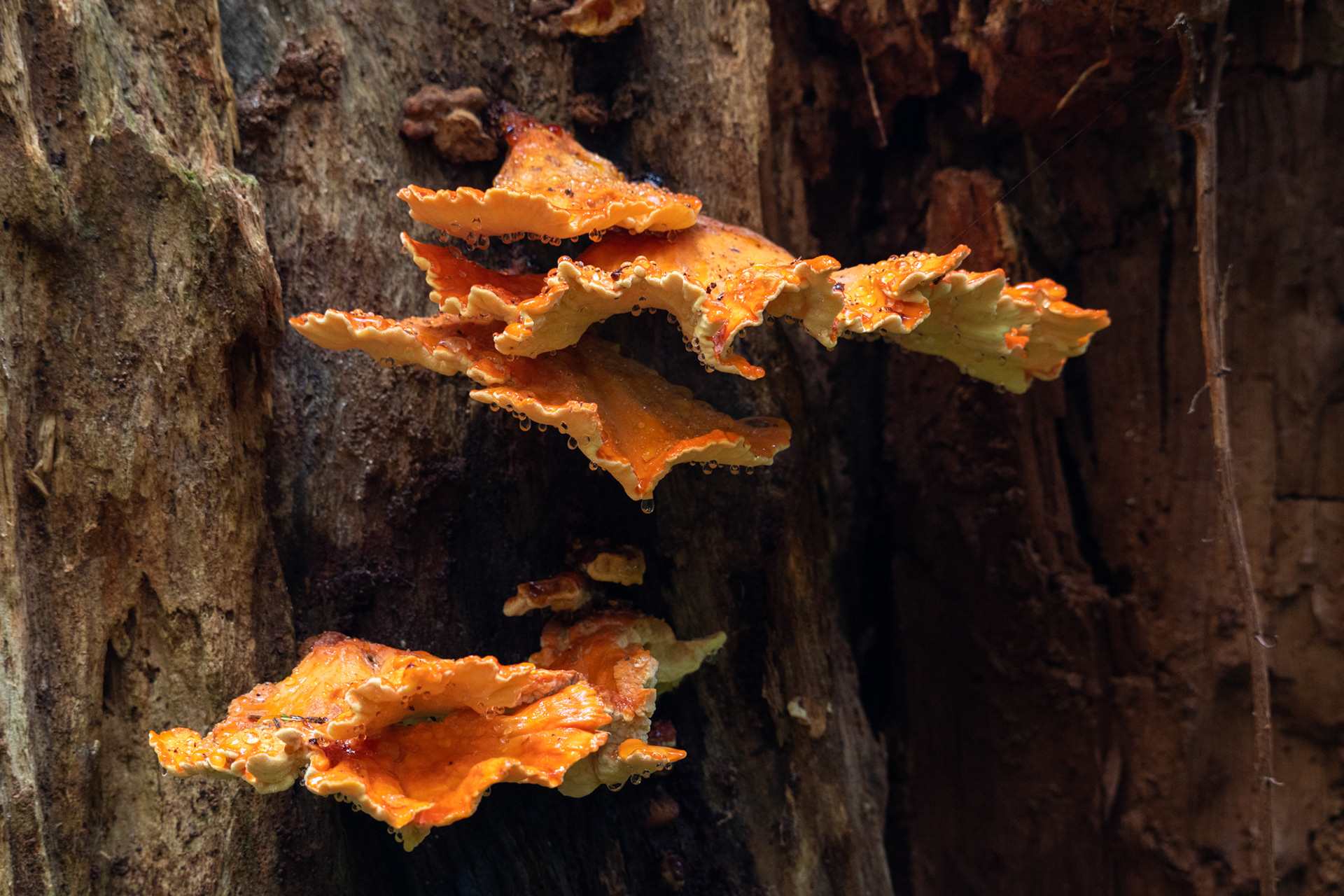 Jedediah Smith Reedwoods - trillo Simpson-Reed