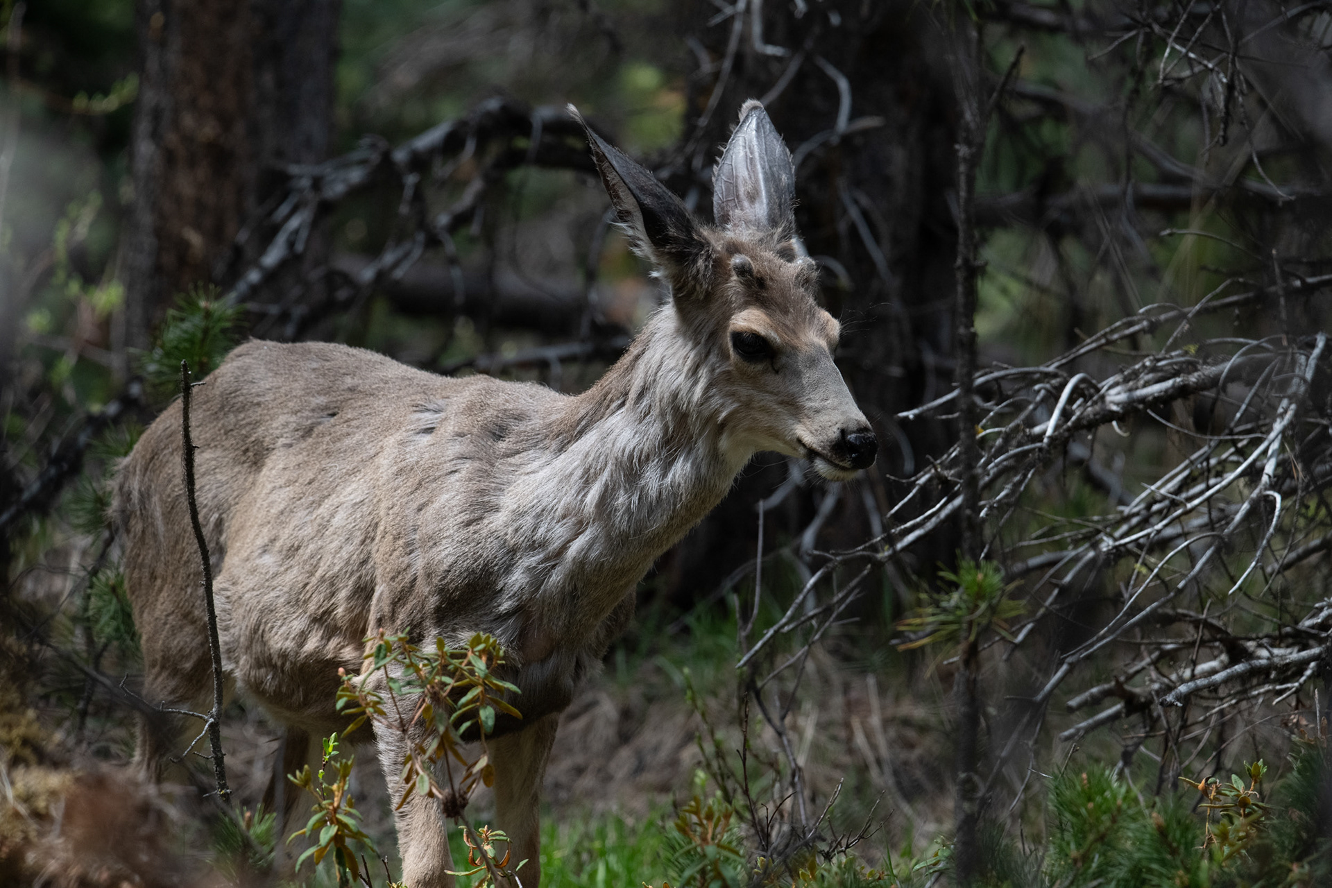 Lago Moose (Alce) - Ciervo mula (mule deer)