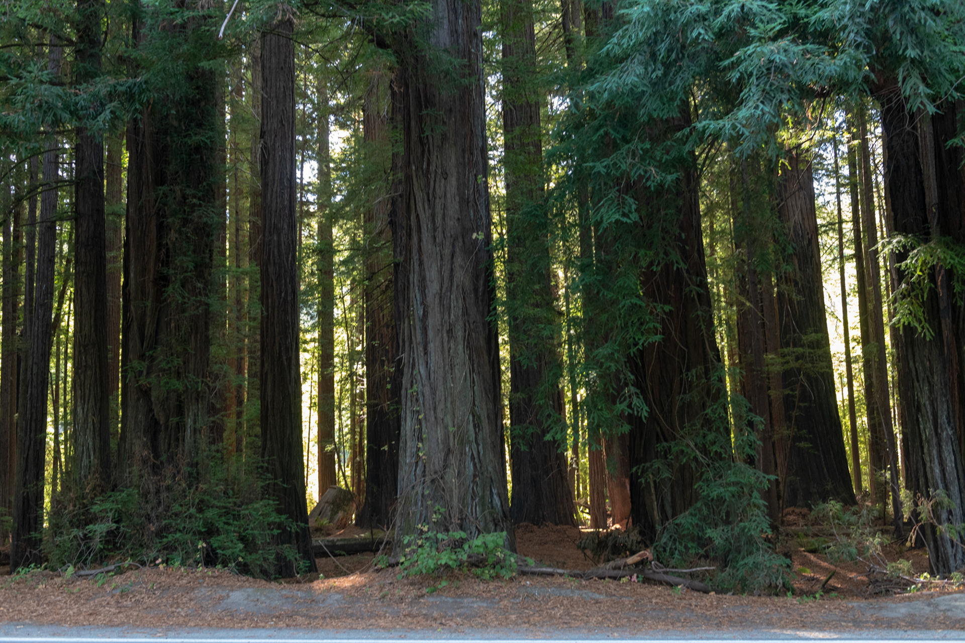  Humboldt Redwoods - Visitor Center - sequoias