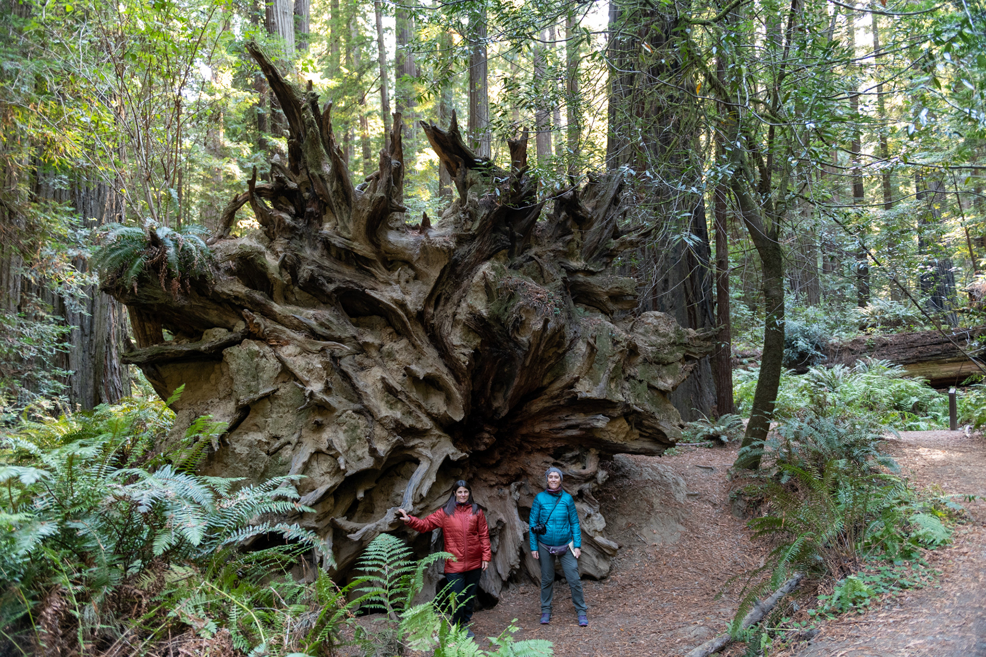 Trillo Founder's grove