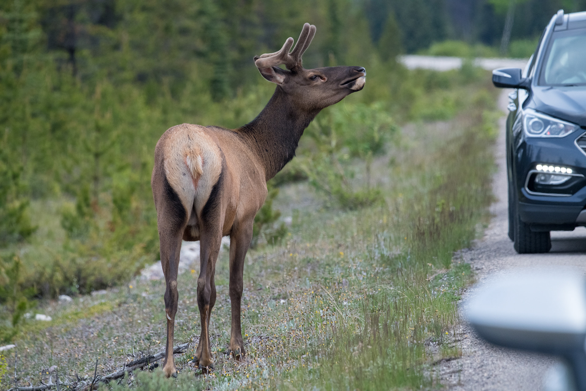 Elk o Wapití a la salida de Jasper